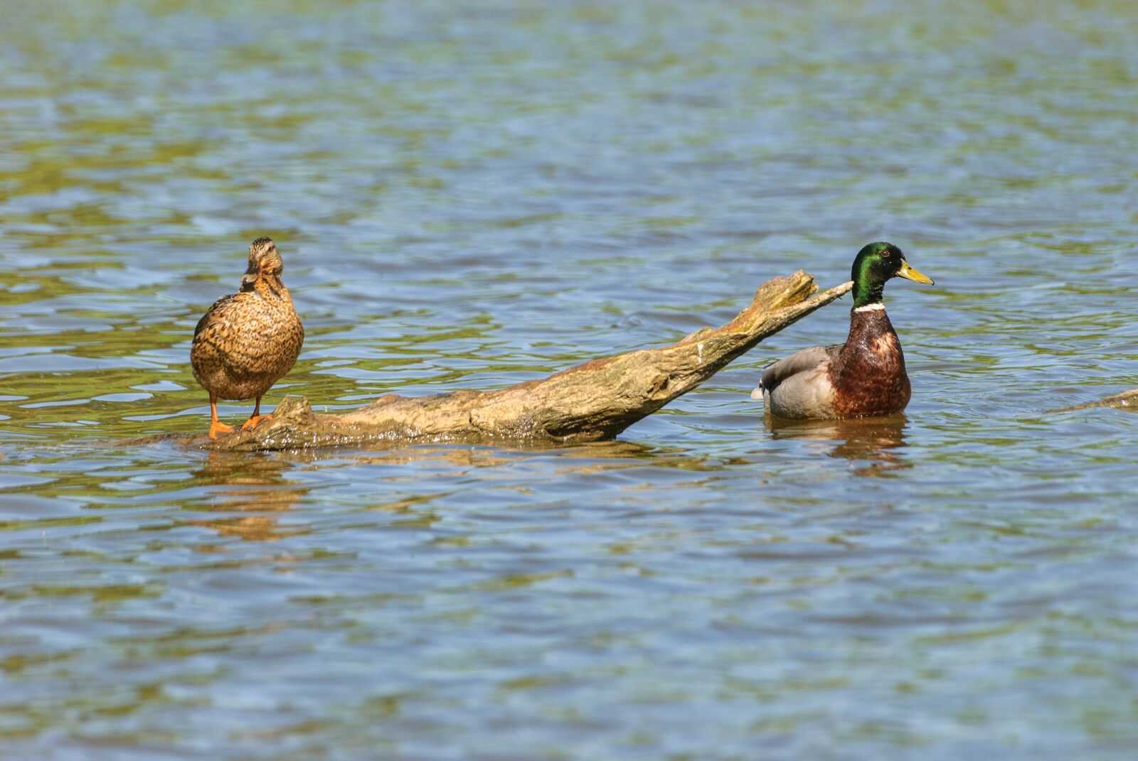 Nikon D80 sample photo. Animals, duck, couple photography