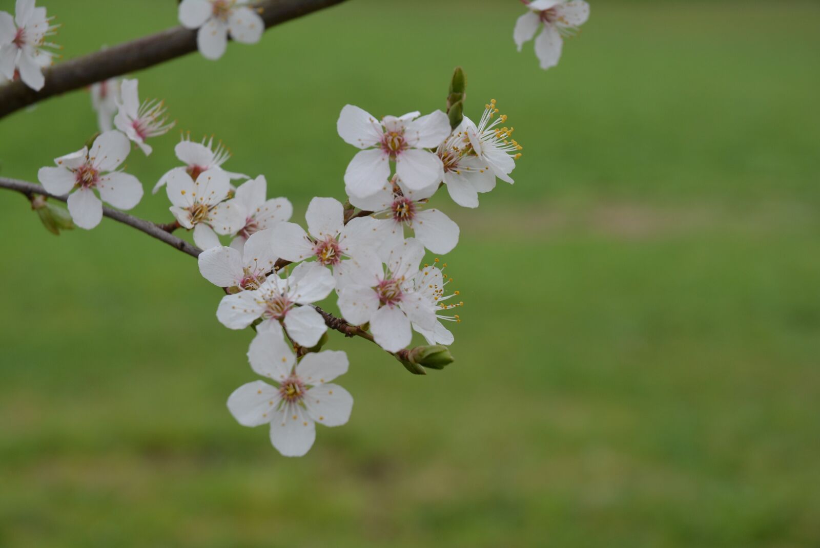 Nikon D5200 sample photo. Blossom, bloom, white photography