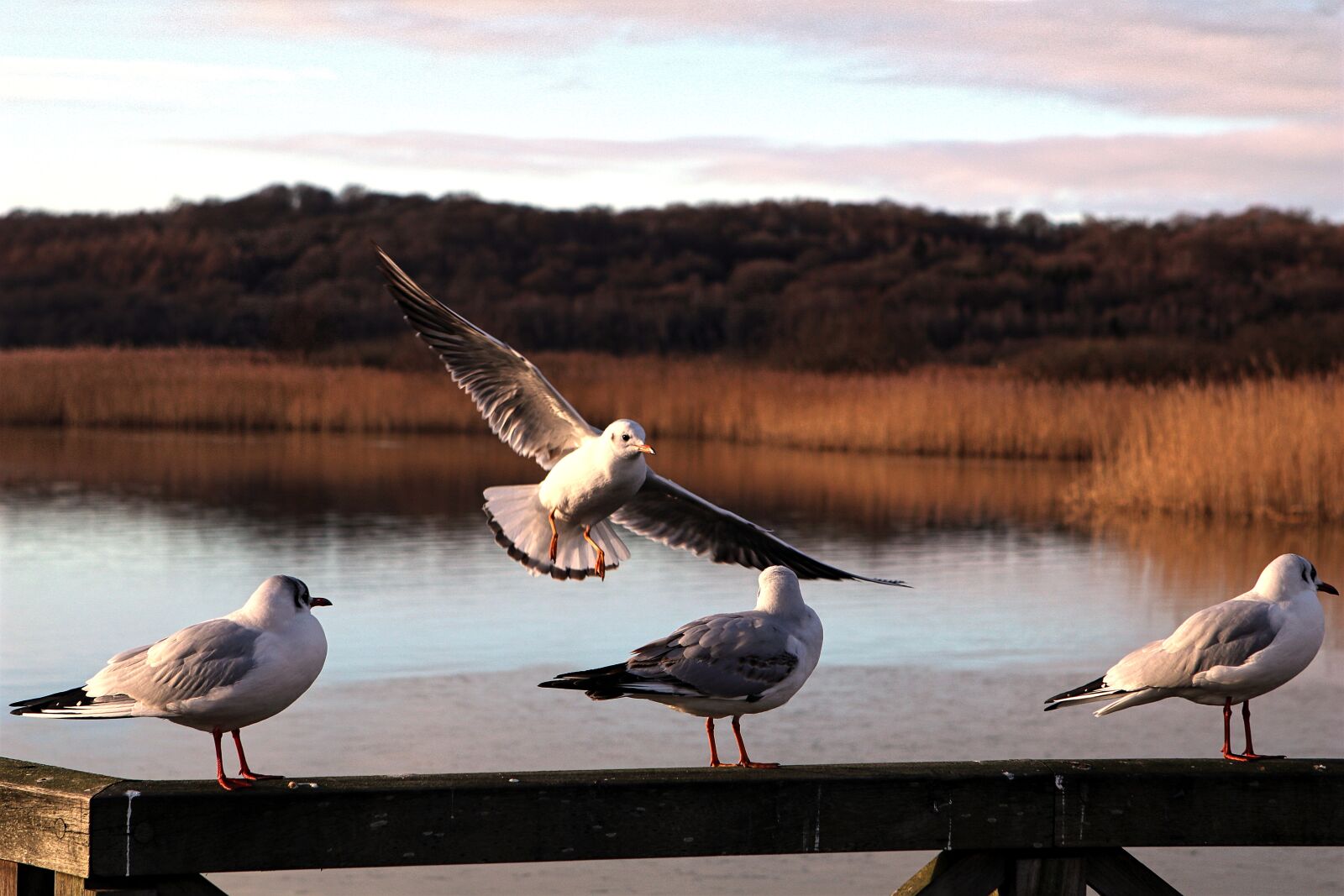 Canon EOS 80D sample photo. Lake, sea, seagull photography