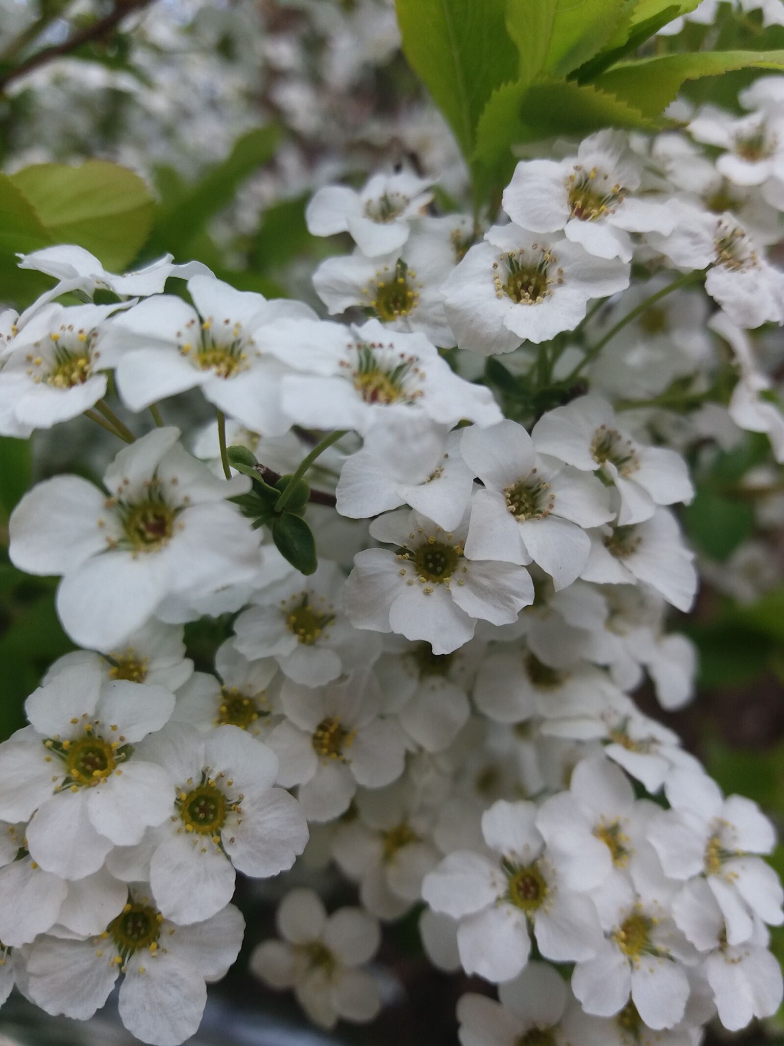 Samsung Galaxy J5(2016) sample photo. Meadowsweet, spring, petal photography