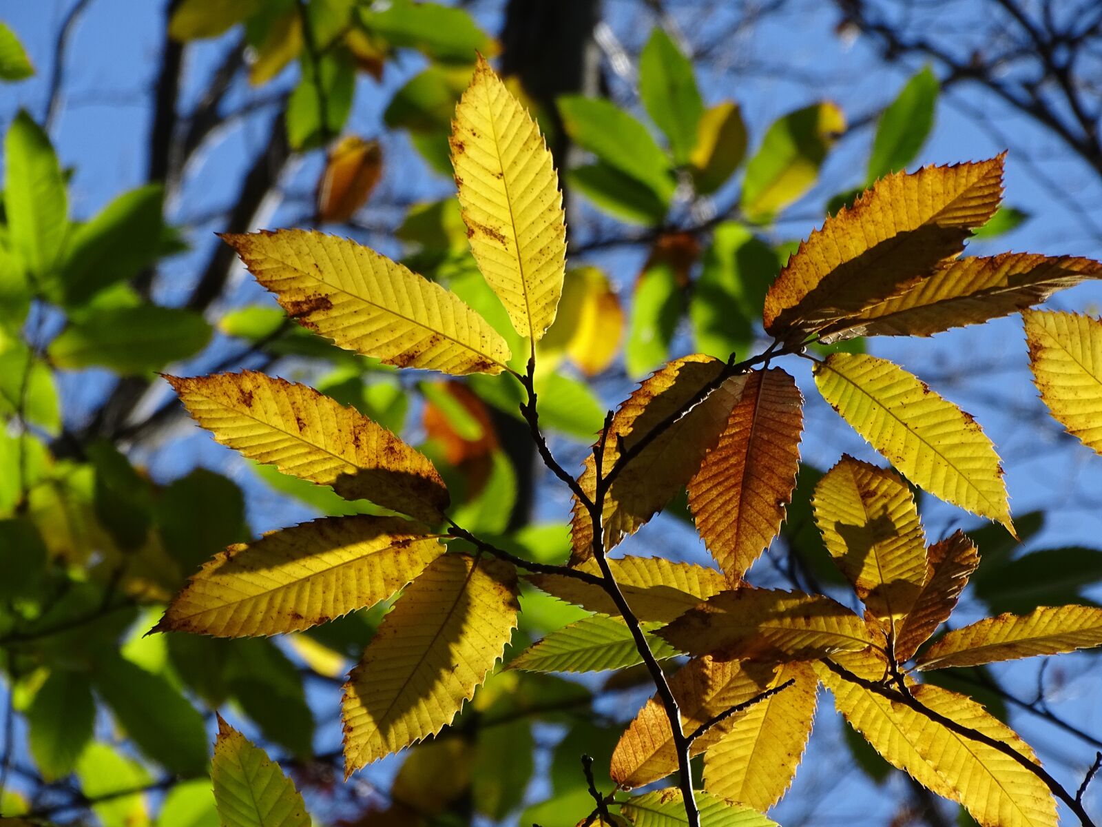Sony Cyber-shot DSC-HX400V sample photo. Fall foliage, leaves, colorful photography