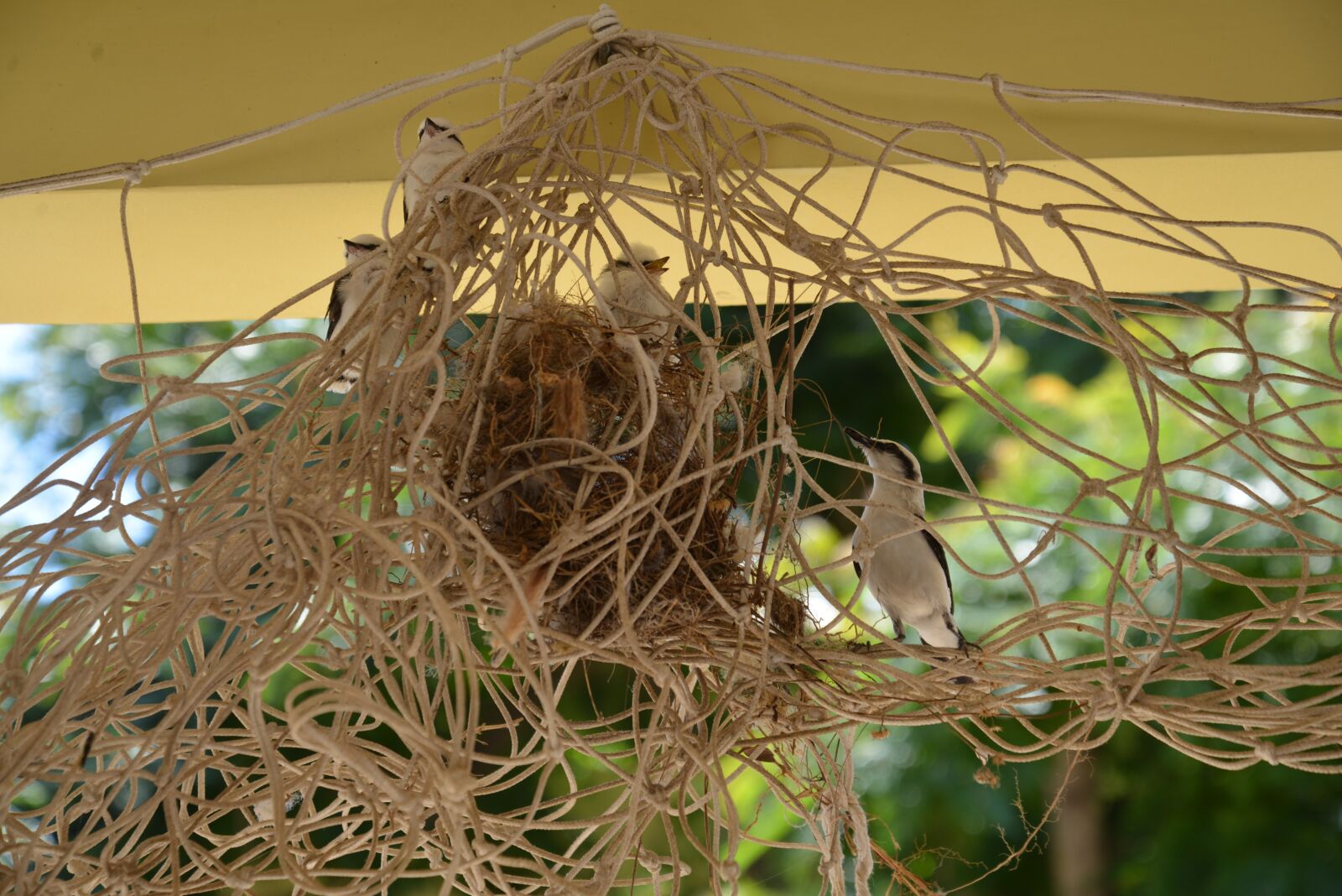 Nikon D600 sample photo. Nature, nest, bird photography