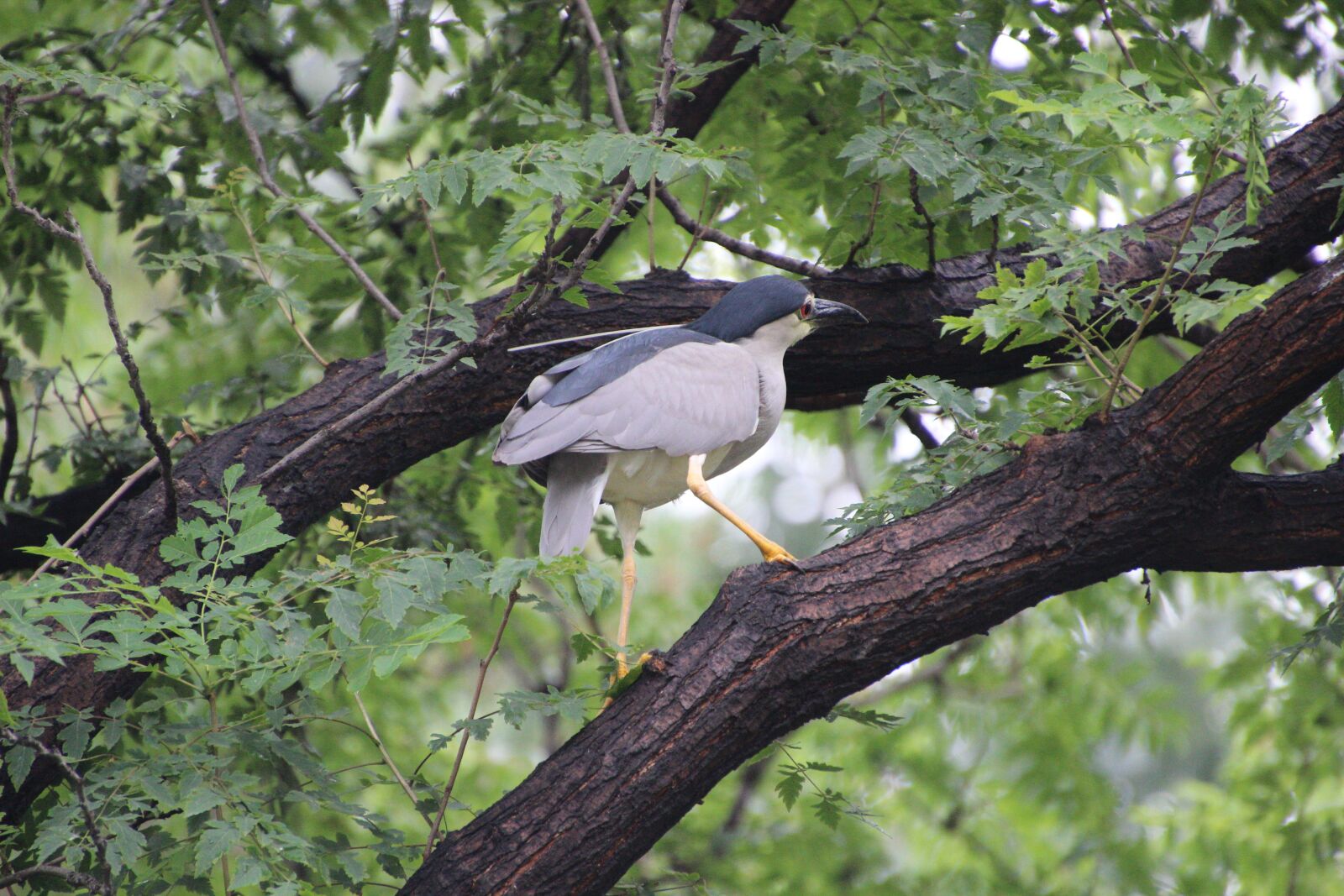 Canon EOS 600D (Rebel EOS T3i / EOS Kiss X5) sample photo. Night heron, perched night photography
