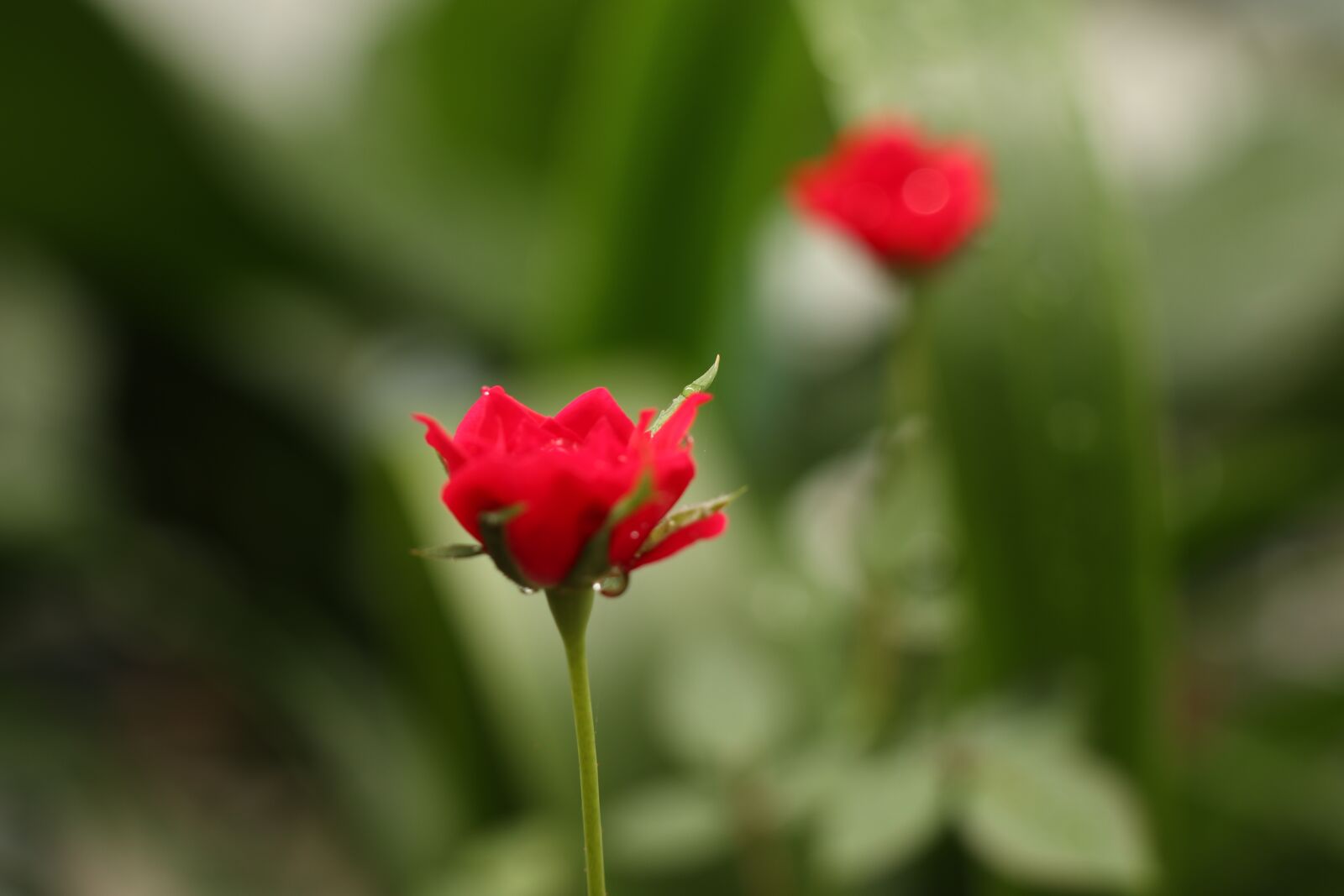 Canon EF-M 18-150mm F3.5-6.3 IS STM sample photo. Two red wild roses photography
