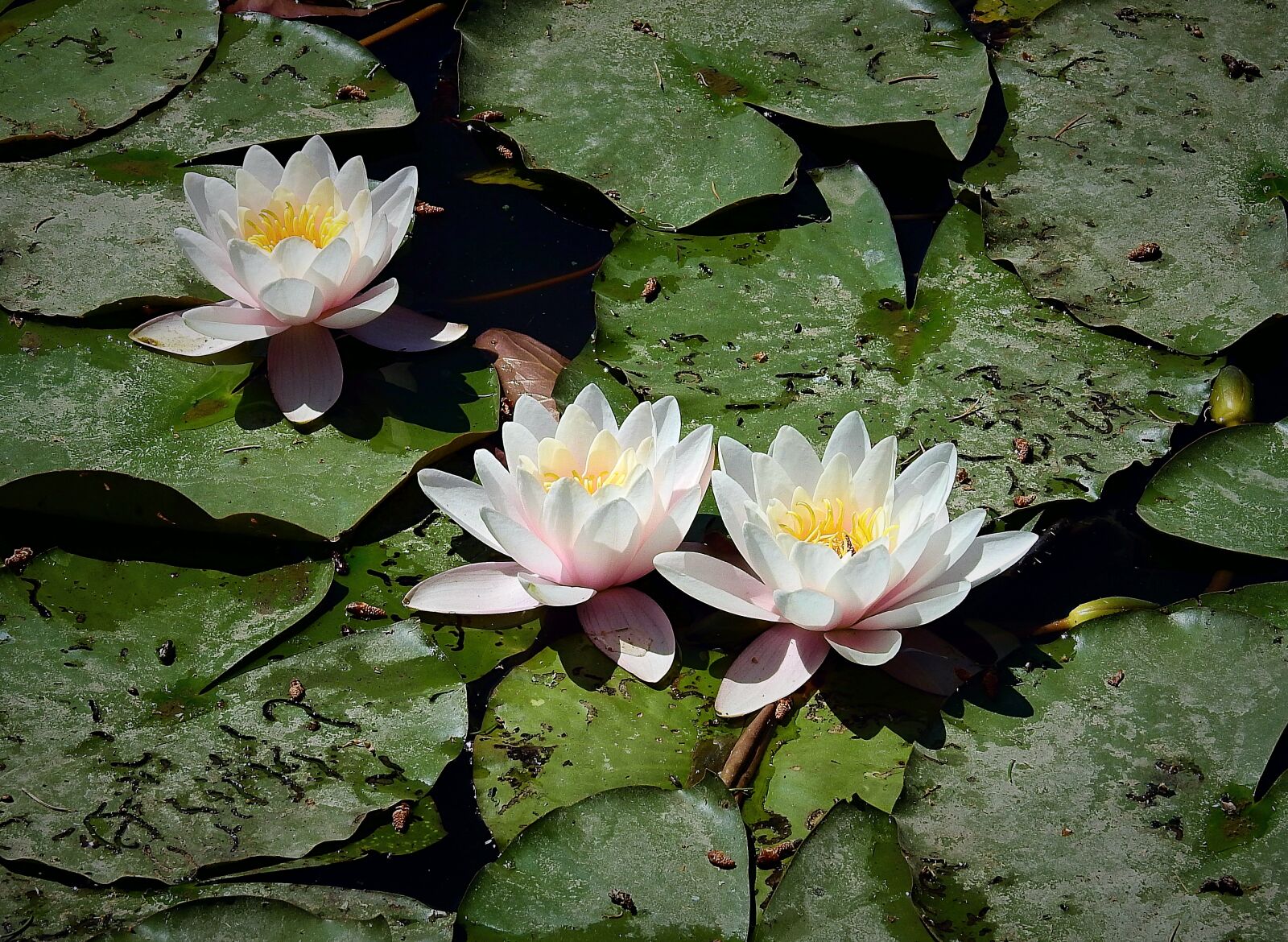 Nikon Coolpix P900 sample photo. Water lilies, the beauty photography
