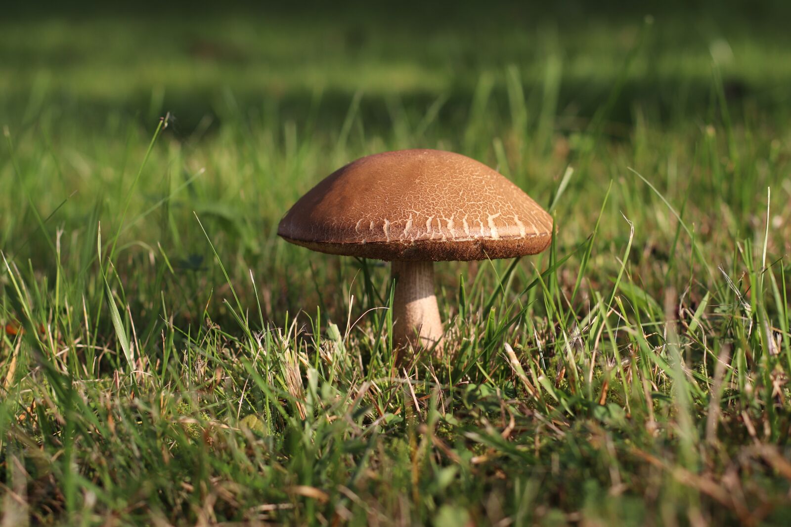 Canon EF 50mm F1.4 USM sample photo. Birch mushroom, mushroom, edible photography