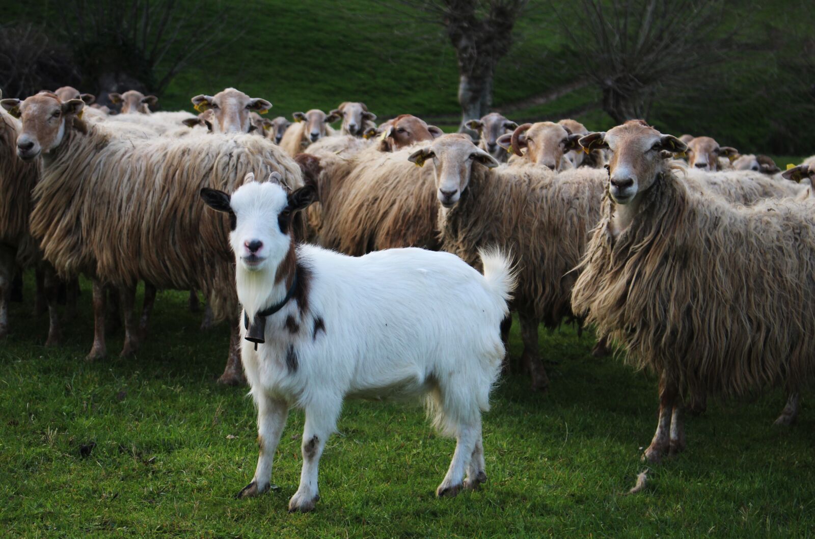 Canon EOS 100D (EOS Rebel SL1 / EOS Kiss X7) sample photo. Mammal, agro-industry, livestock photography