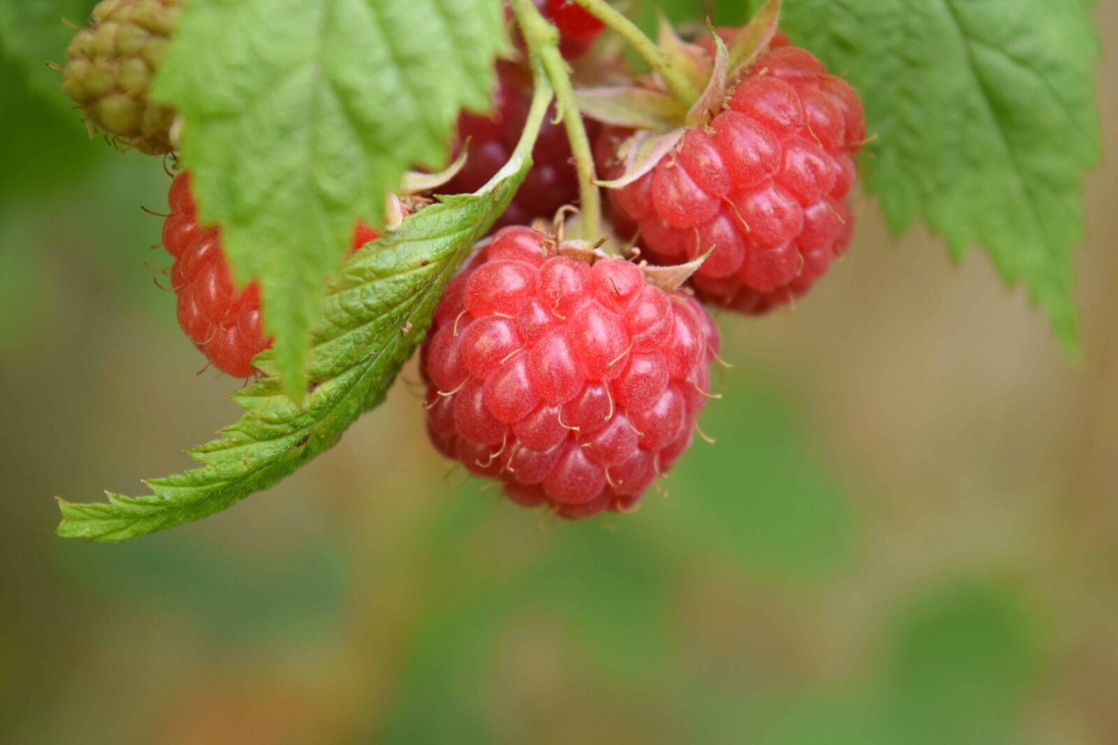 Nikon D3300 sample photo. Fruit, garden, food, berry photography