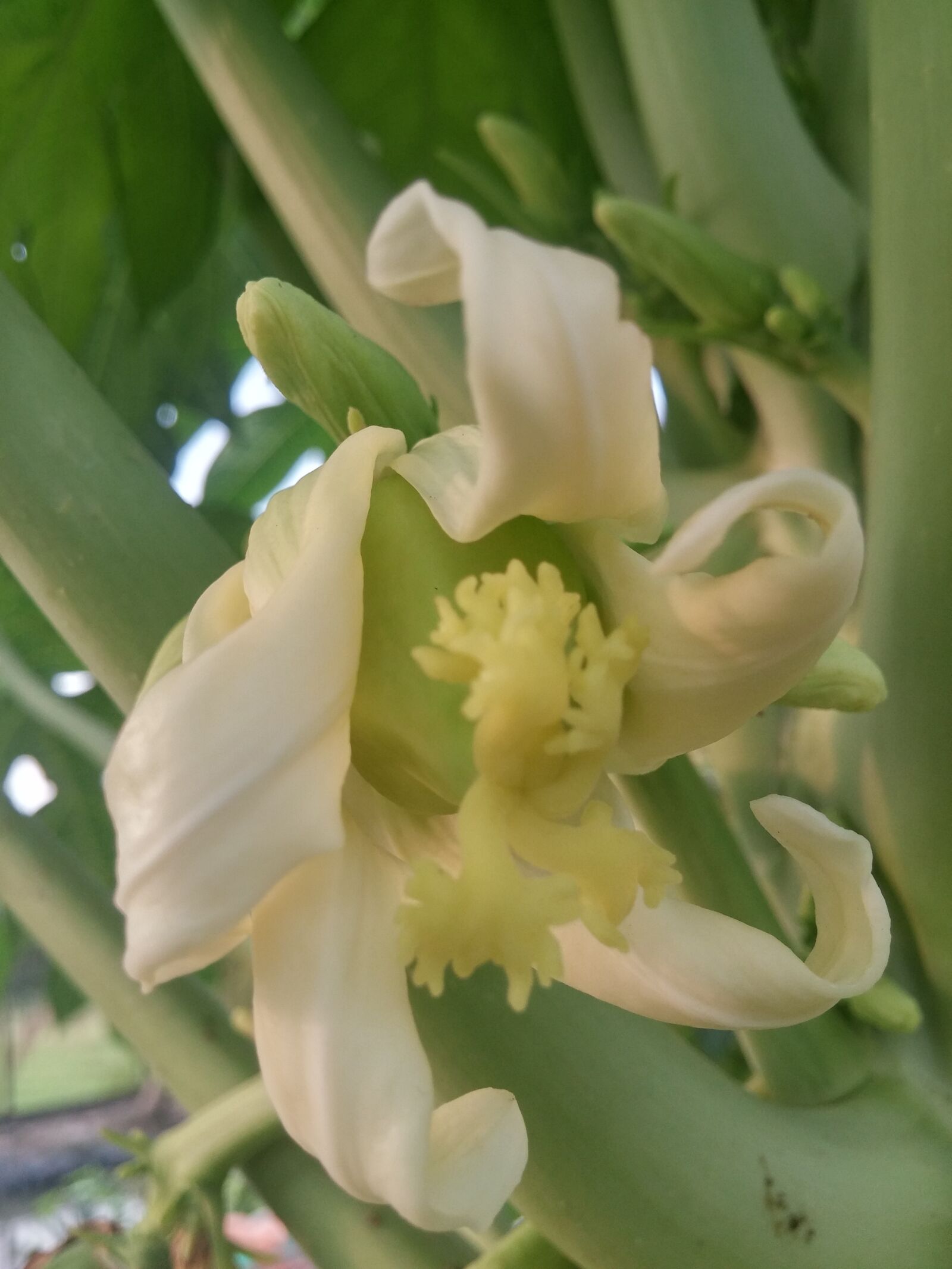 LG G3 sample photo. Beautiful, flowers, flowers, spring photography