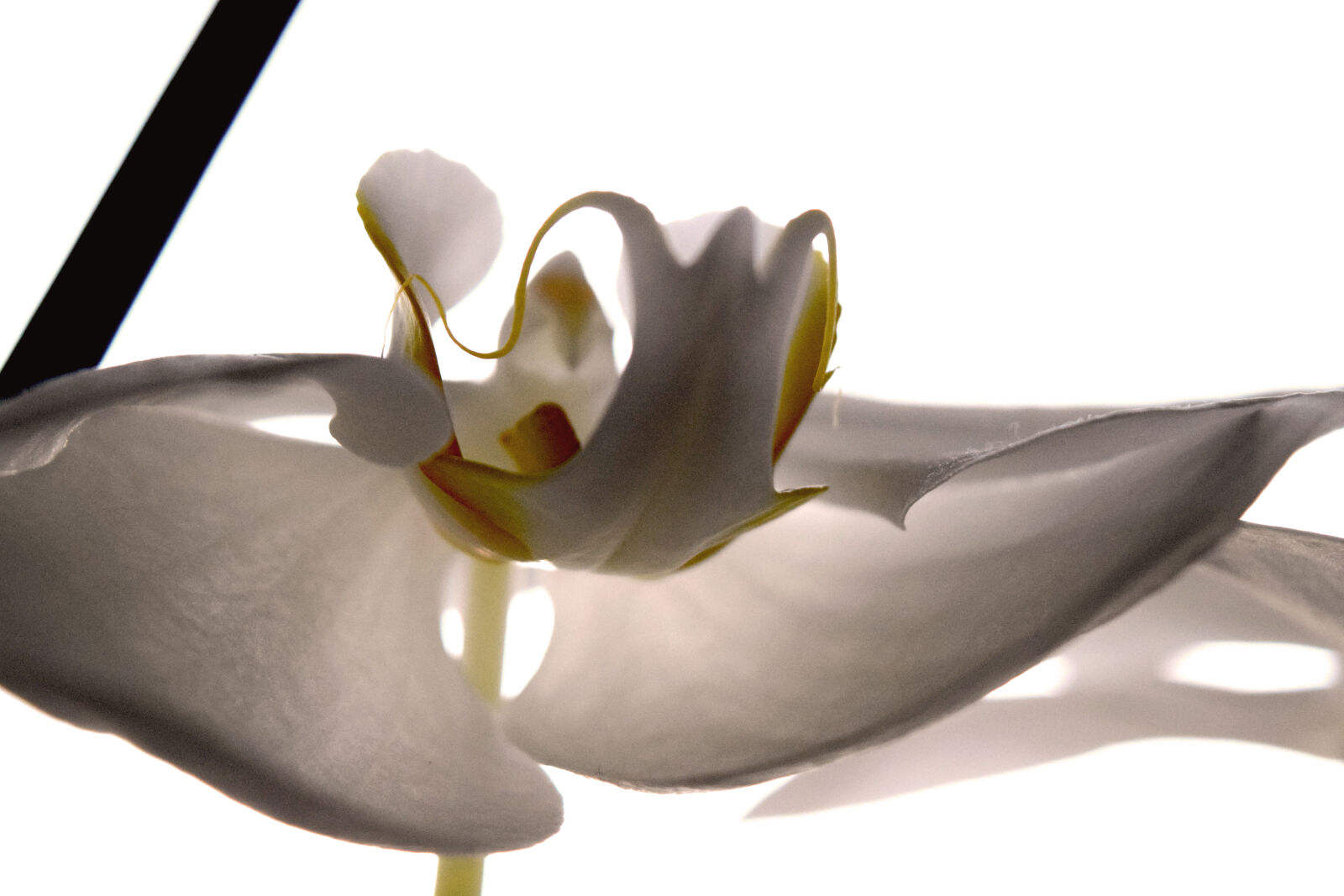 Nikon D3300 sample photo. Orchid photography