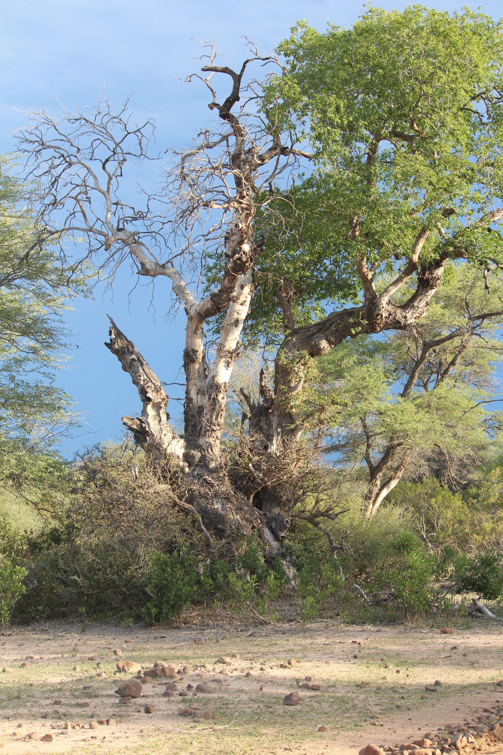 Canon EOS 600D (Rebel EOS T3i / EOS Kiss X5) + Canon EF-S 55-250mm F4-5.6 IS sample photo. Bushveld, africa, tree photography