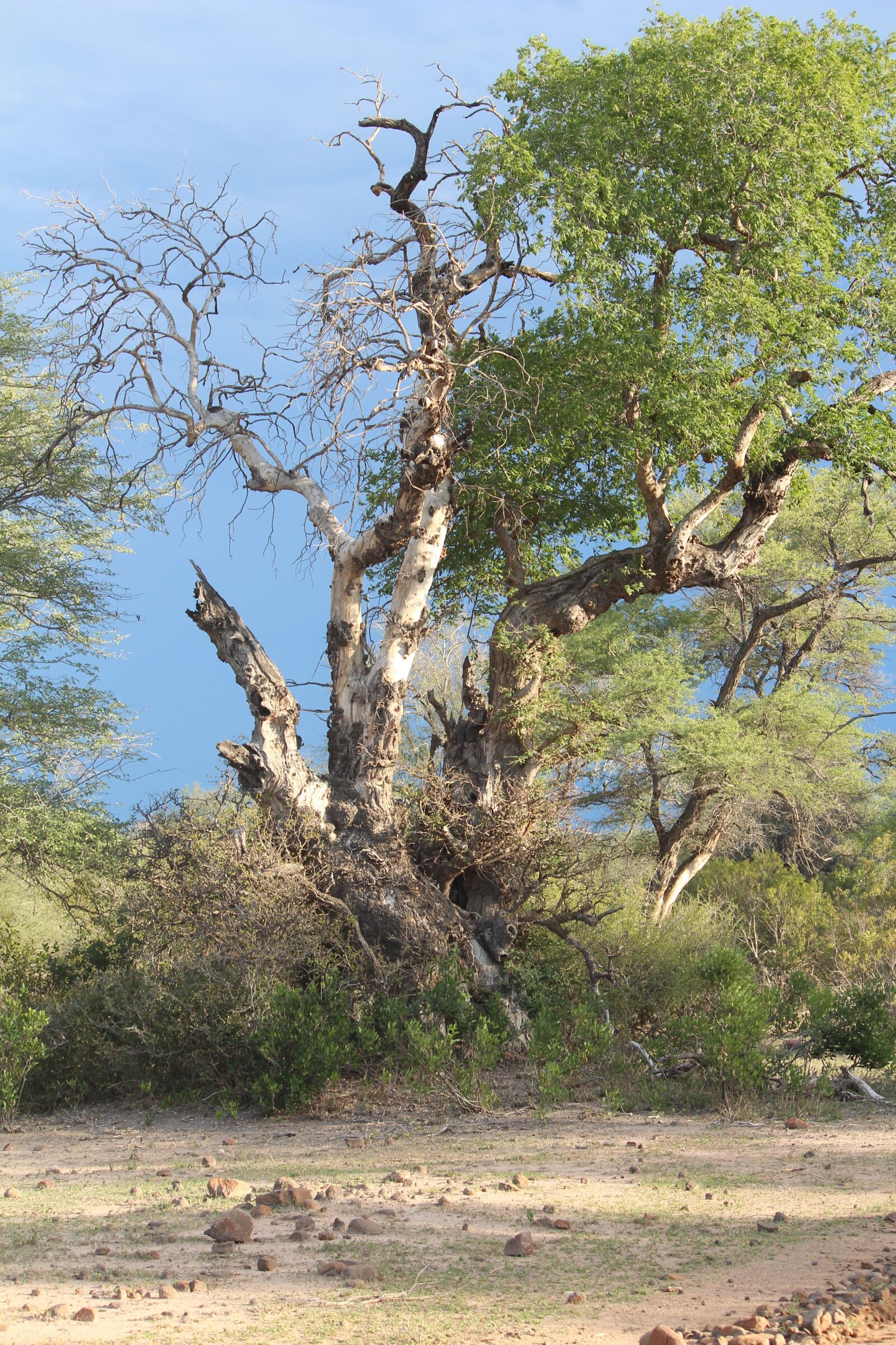 Canon EF-S 55-250mm F4-5.6 IS sample photo. Bushveld, africa, tree photography