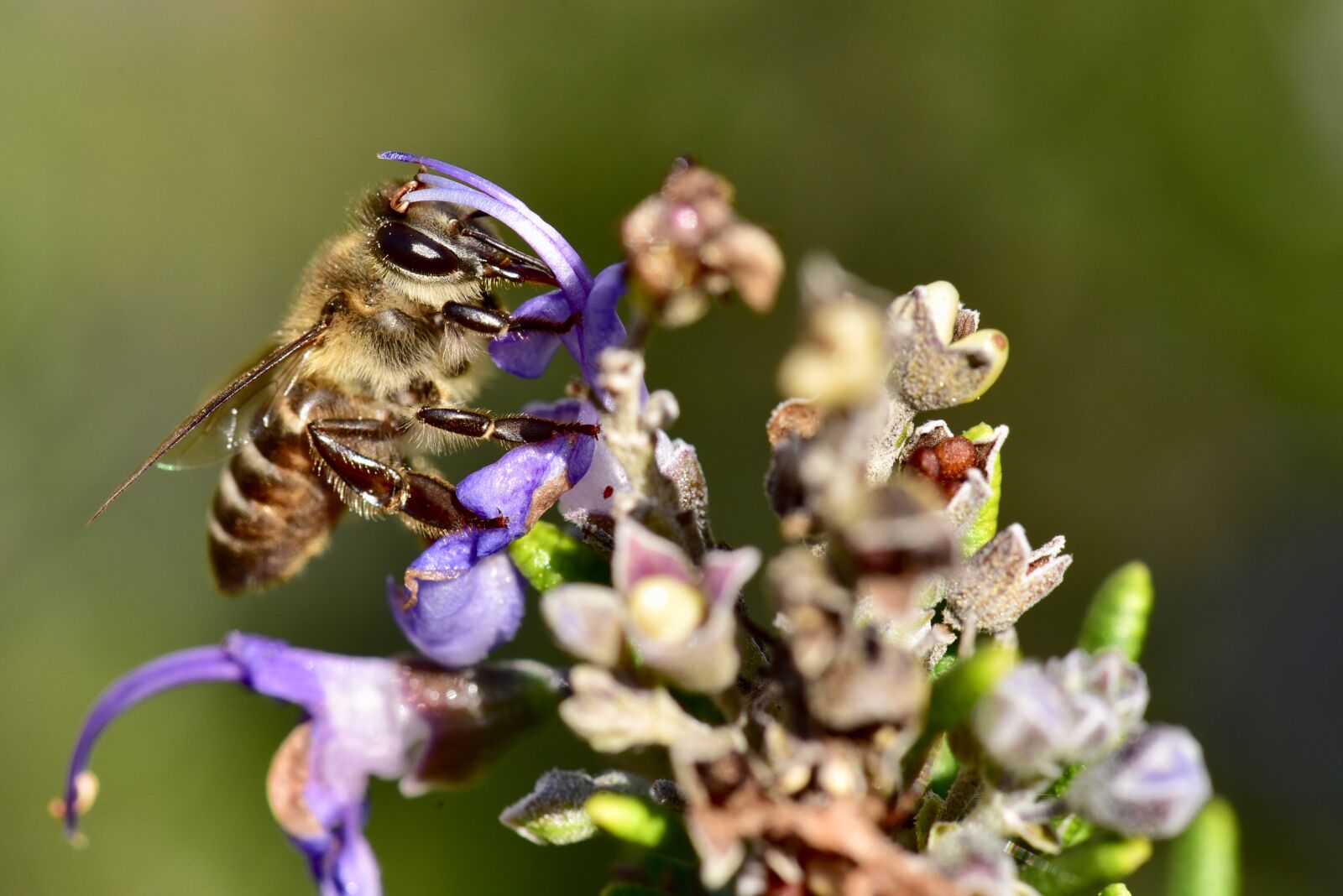 Nikon D750 sample photo. Bee, honeybee, pollen photography