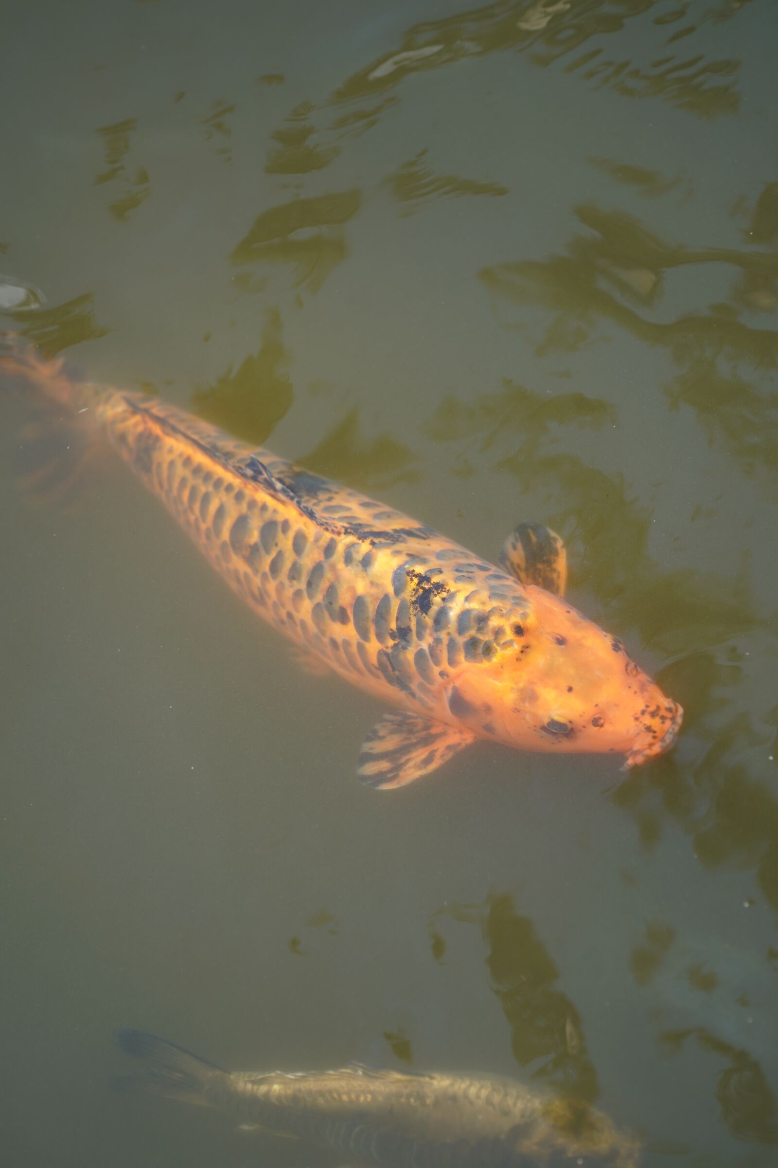 Sony FE 70-200mm F2.8 GM OSS sample photo. Koi, fish, water photography