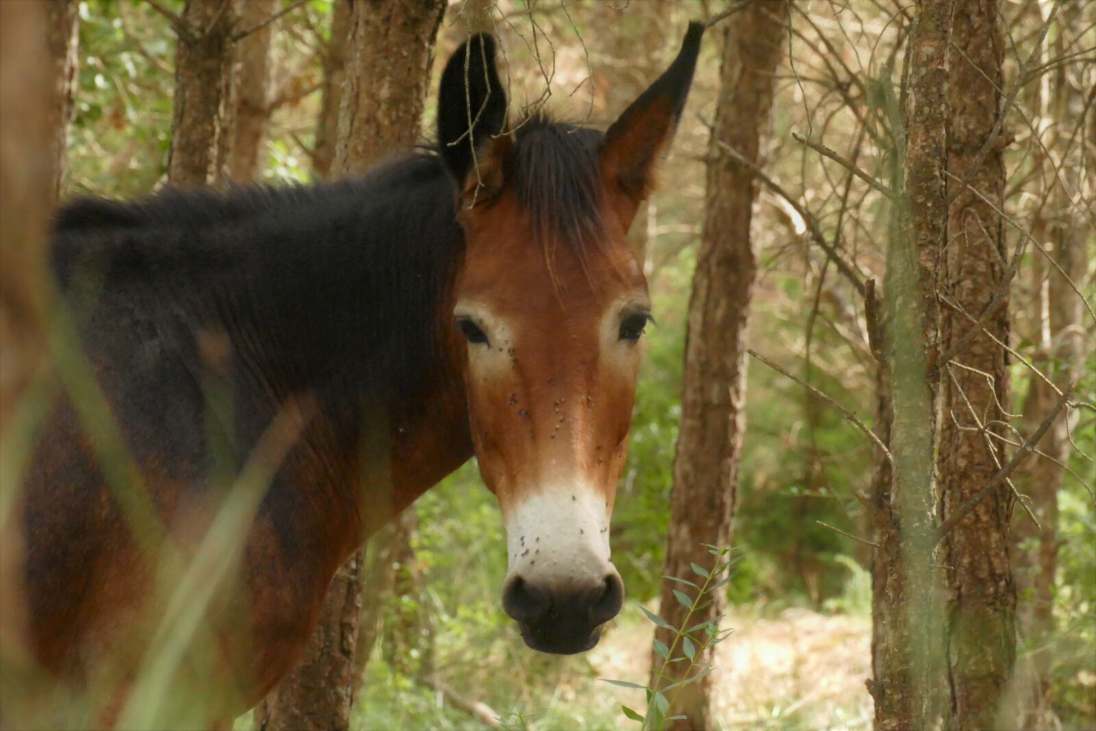 Panasonic Lumix DMC-FZ1000 sample photo. Mule, forest, animals photography