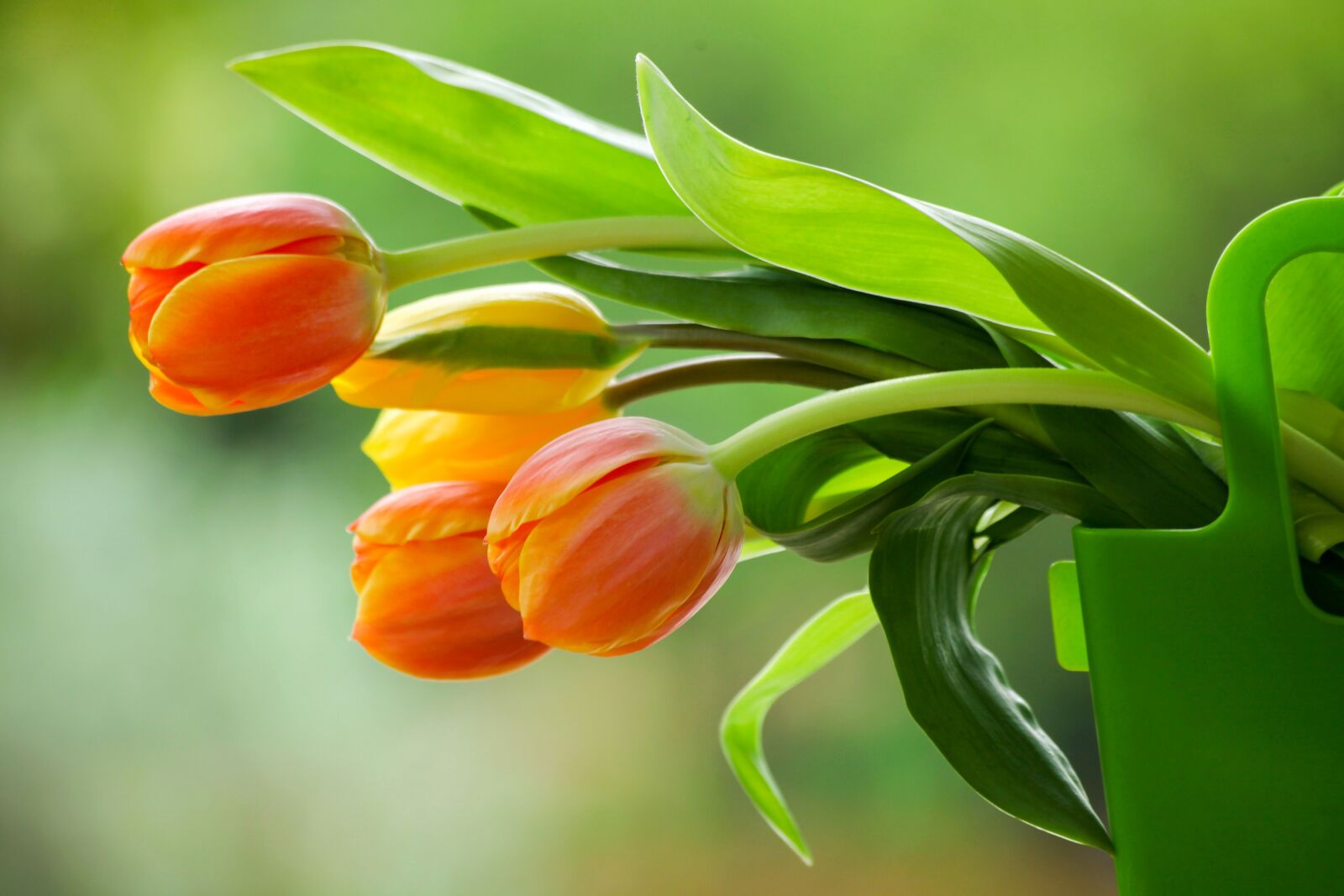 Canon EOS 5D Mark II sample photo. Tulips, flower, spring photography
