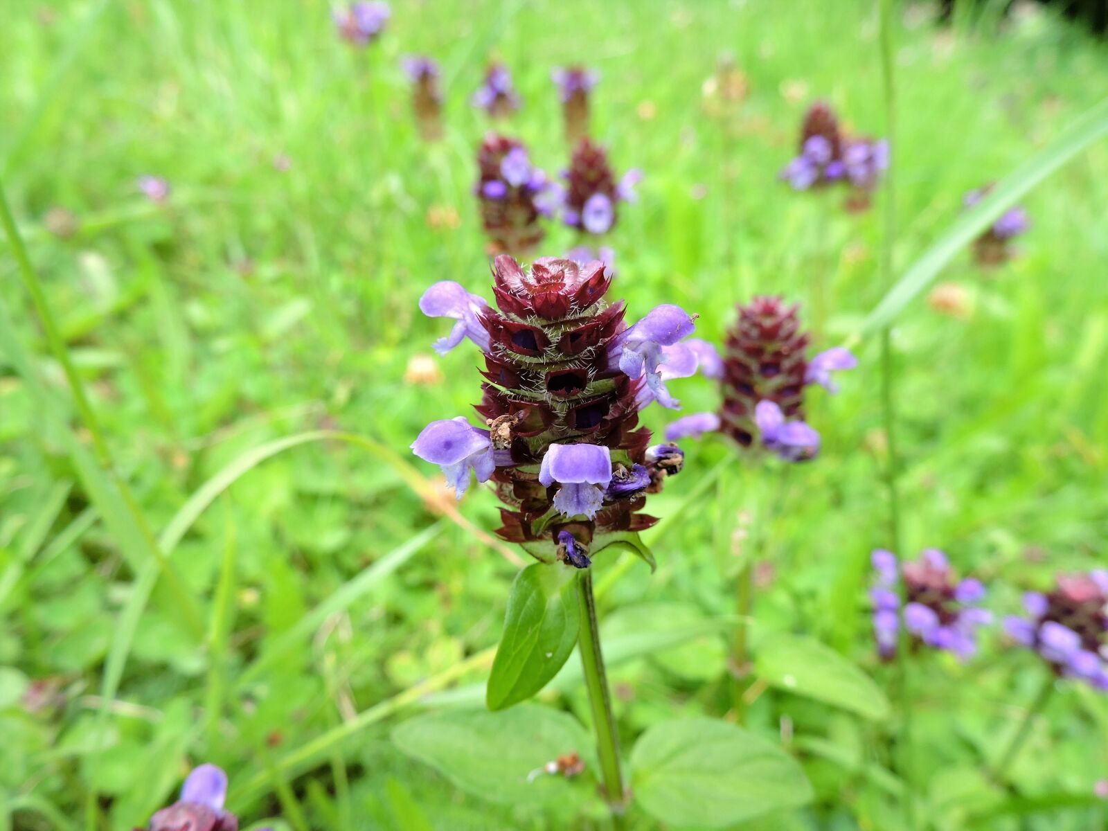 Nikon Coolpix P530 sample photo. Ordinary brunelle, prunella vulgaris photography