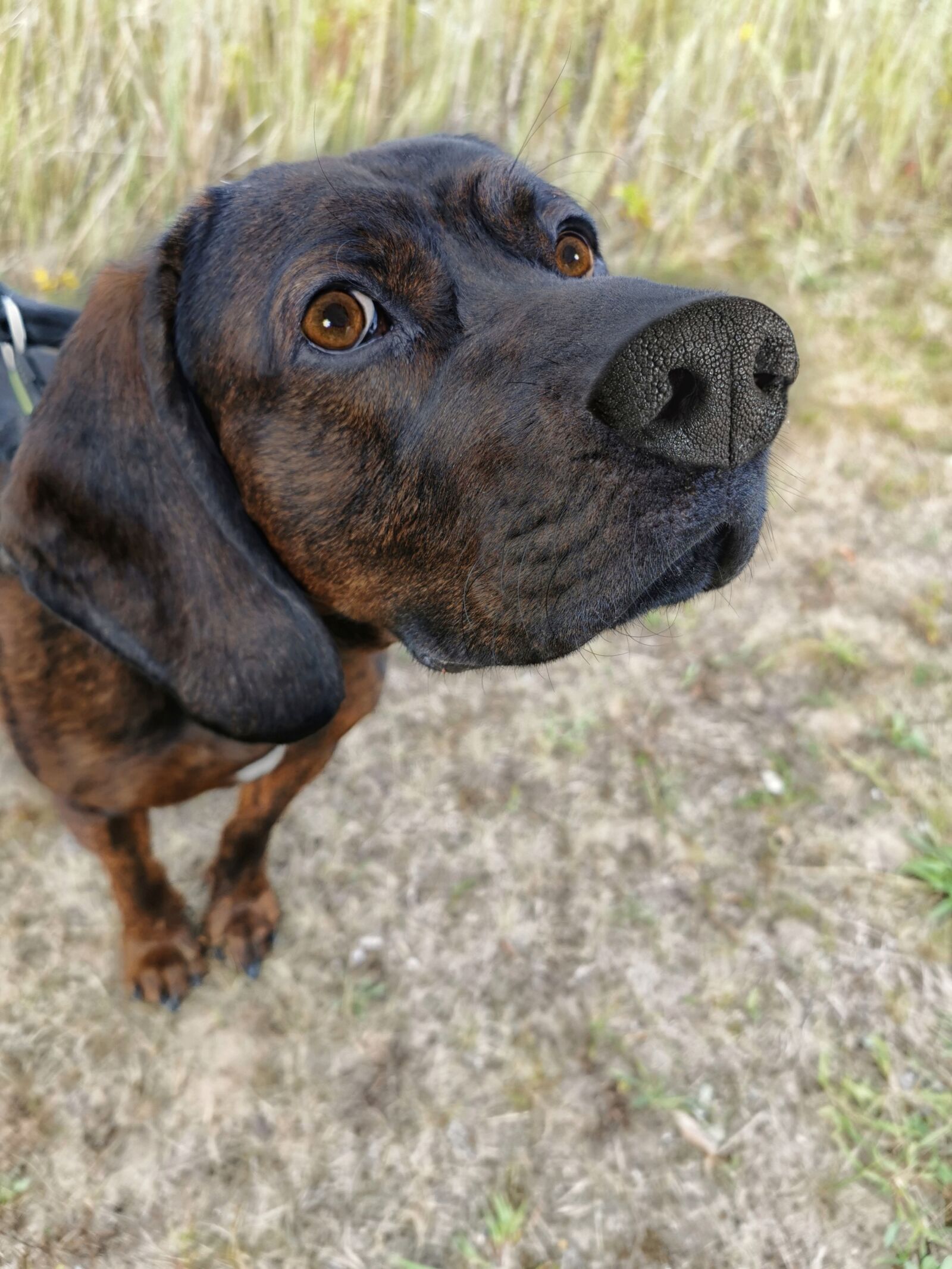 HUAWEI VOG-L29 sample photo. Dog, welding dog, hunting photography