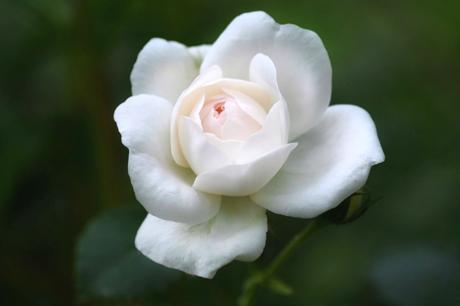 Nikon Z6 sample photo. Rose, blossom, bloom photography