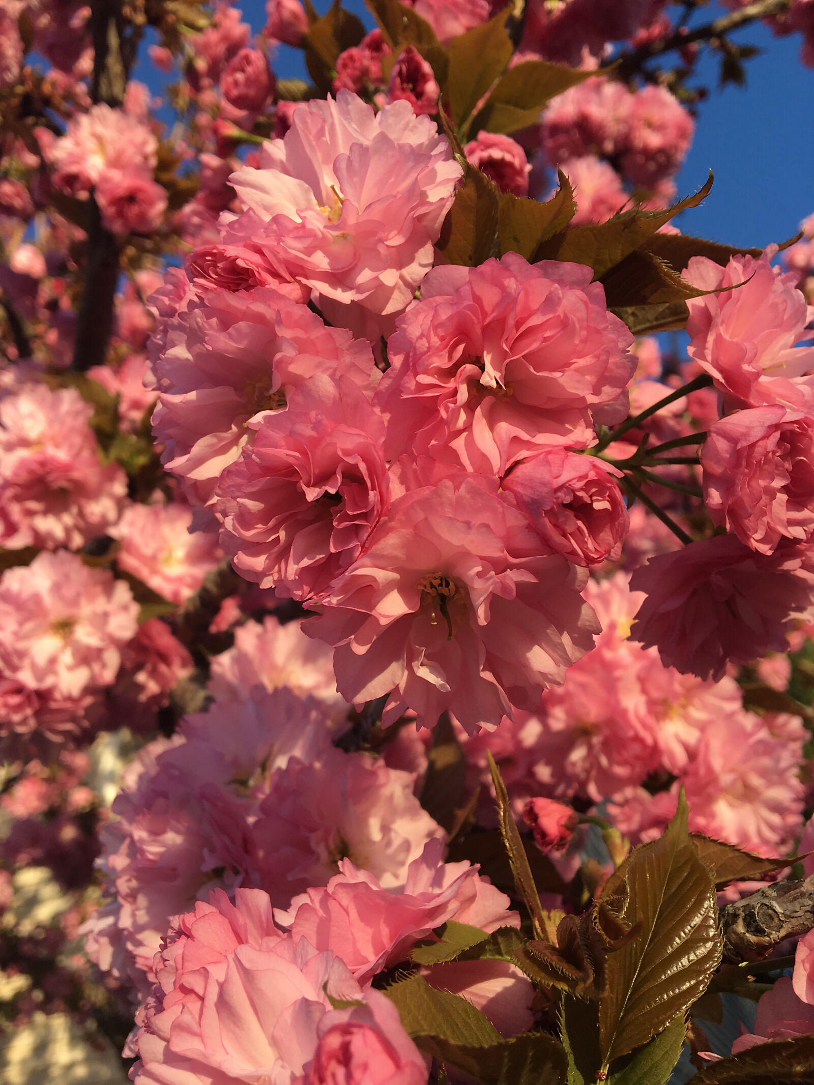 Apple iPhone 6s sample photo. 004, cherry, blossom photography