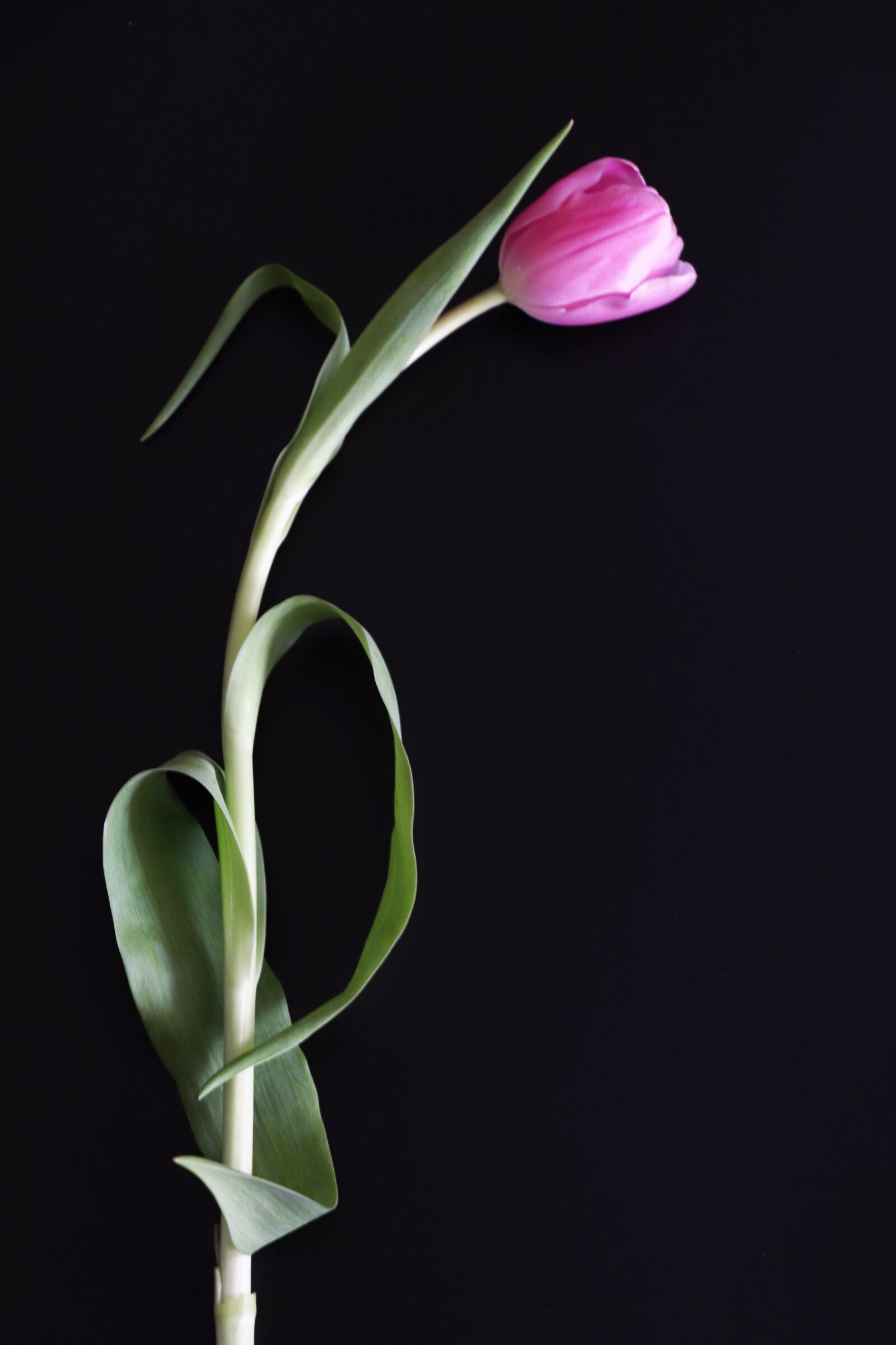 Canon EOS 77D (EOS 9000D / EOS 770D) sample photo. Tulip, pink, postcard photography