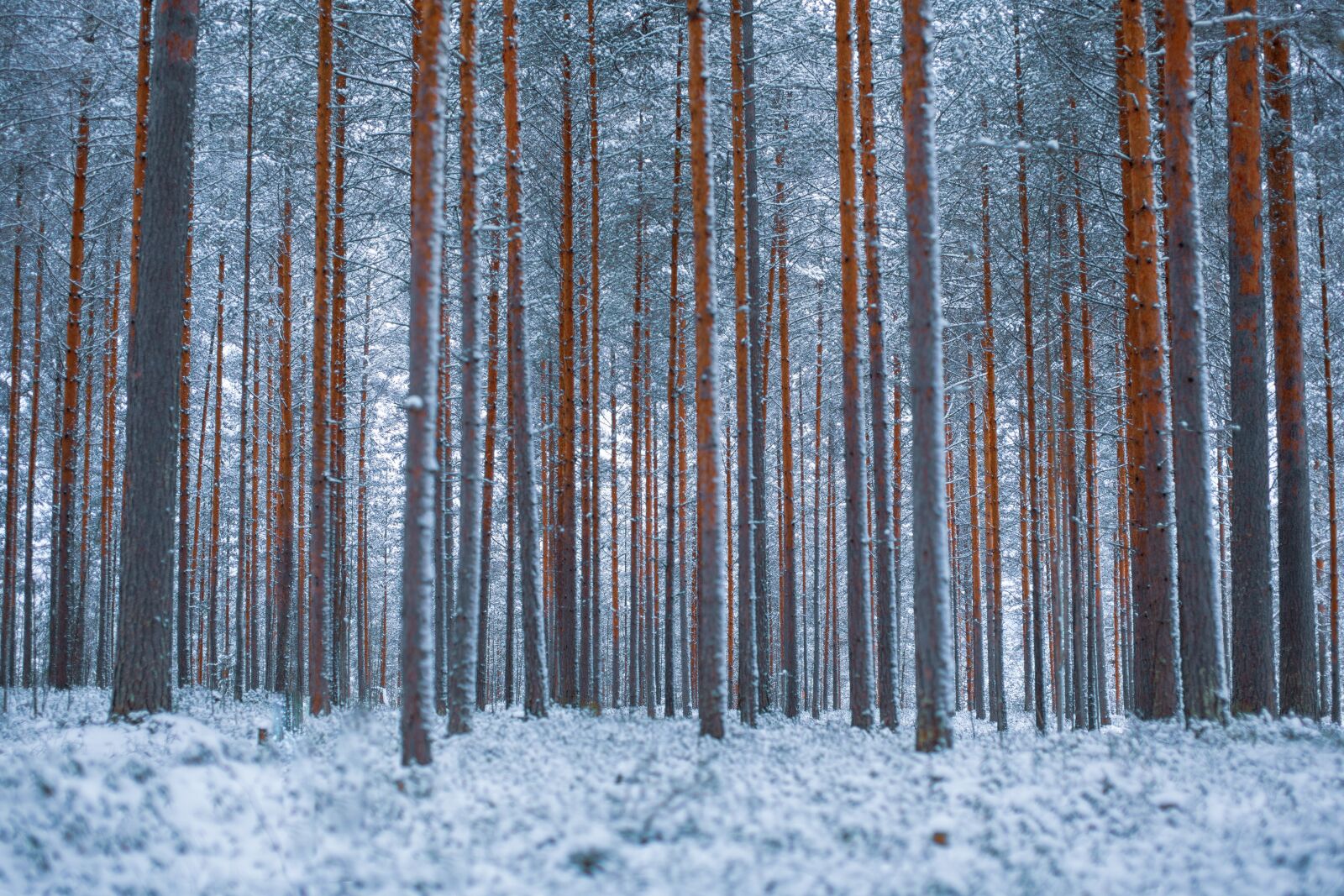 Canon EOS 5D Mark II sample photo. Pine, pinewood, tree photography