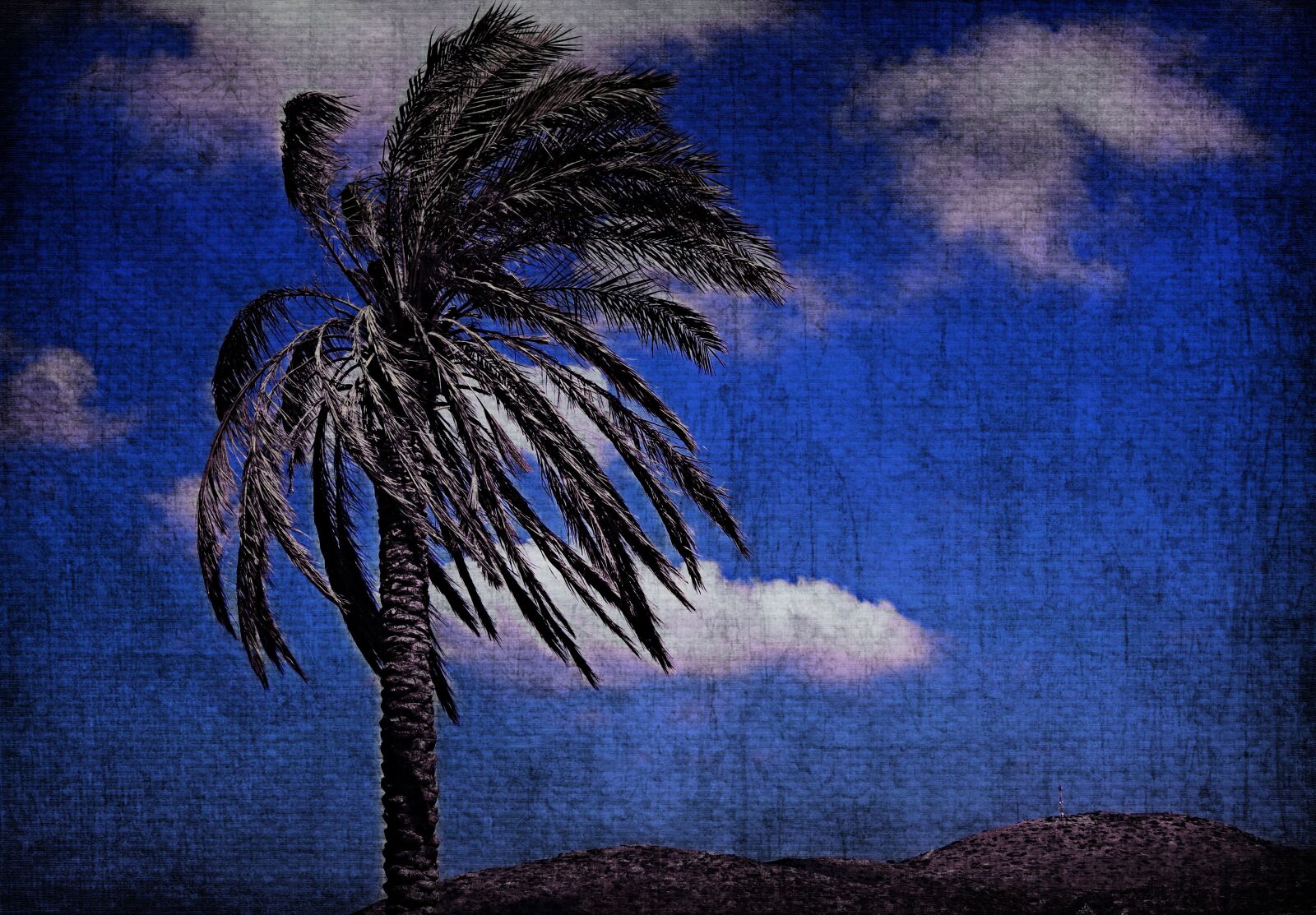 Canon PowerShot S100 sample photo. Palm tree, sky, wind photography