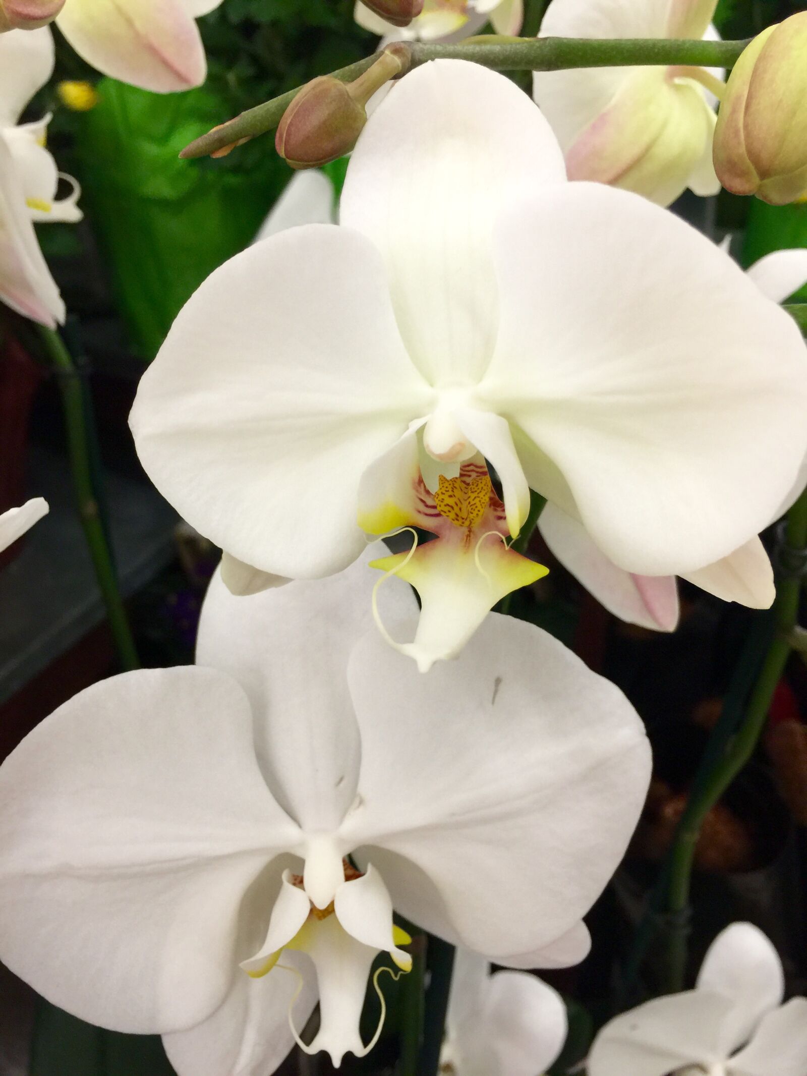 iPhone 6 Plus back camera 4.15mm f/2.2 sample photo. Bloom, blossom, close, flower photography