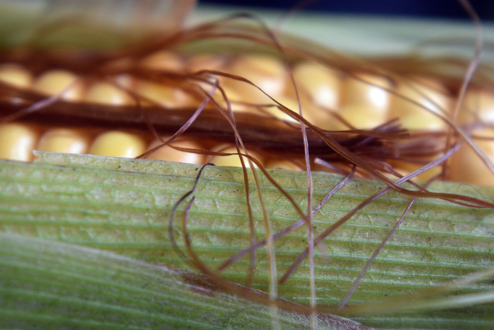 Nikon D3400 sample photo. Corn, field, agriculture photography
