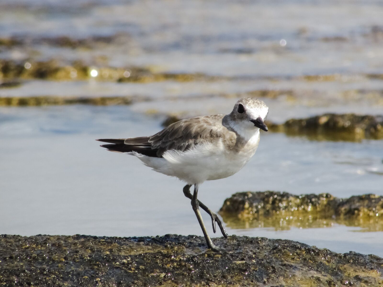 Canon PowerShot SX400 IS sample photo. Stint, grey, seabird photography
