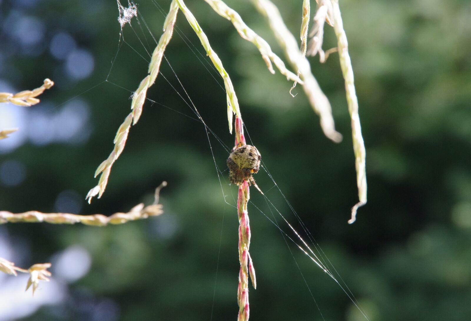 Pentax K-70 sample photo. Spider, large, arachnid photography