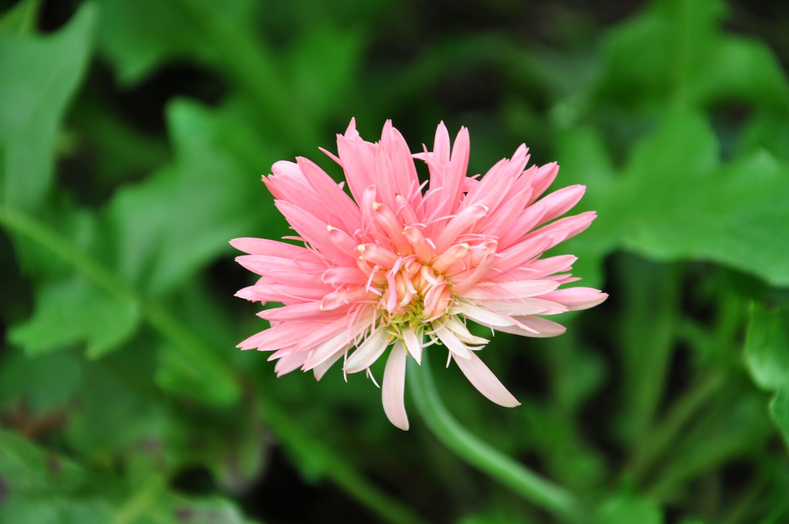 Nikon D90 sample photo. Flower, plant, floral photography