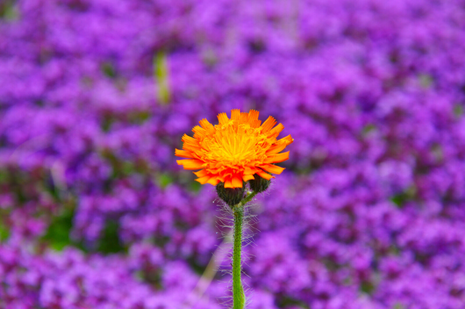 Nikon D3200 sample photo. Flower, flower, field, summer photography