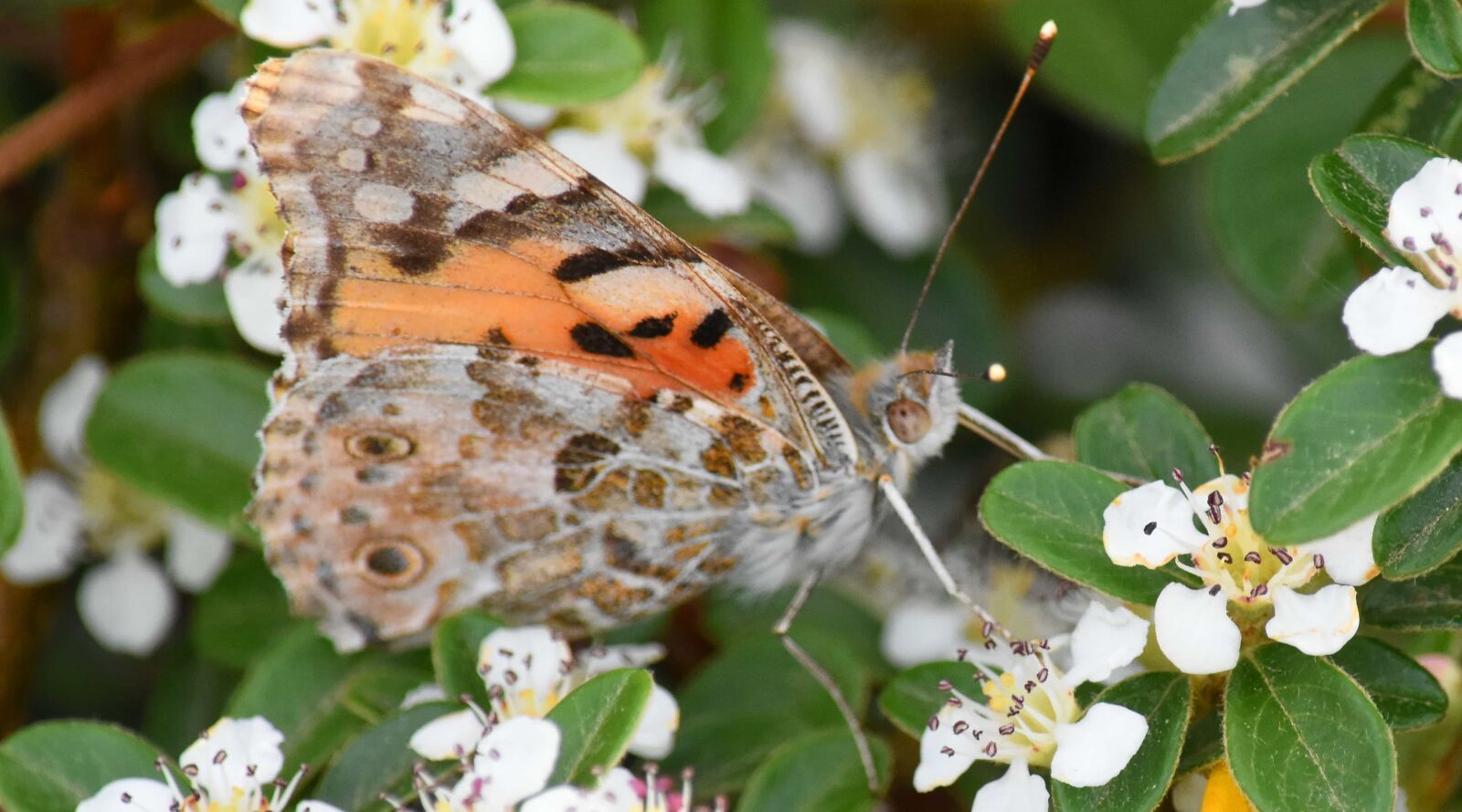 Nikon D5500 sample photo. Butterfly flower, butterfly plant photography