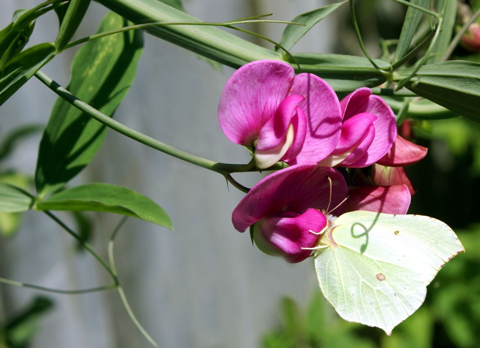 Sony Alpha DSLR-A100 sample photo. Sweet pea, flower, butterfly photography