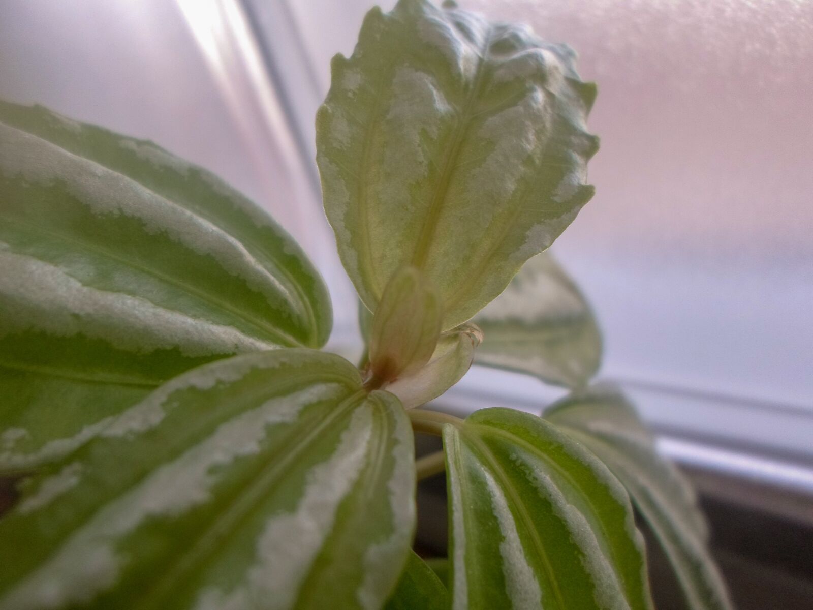 Samsung ES95 sample photo. Pilea cadierei, plant aluminum photography