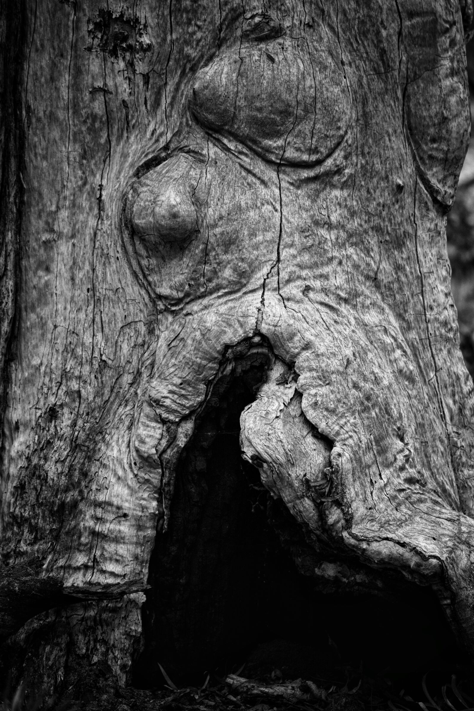 Nikon D3300 sample photo. Tree, wood, trunk photography