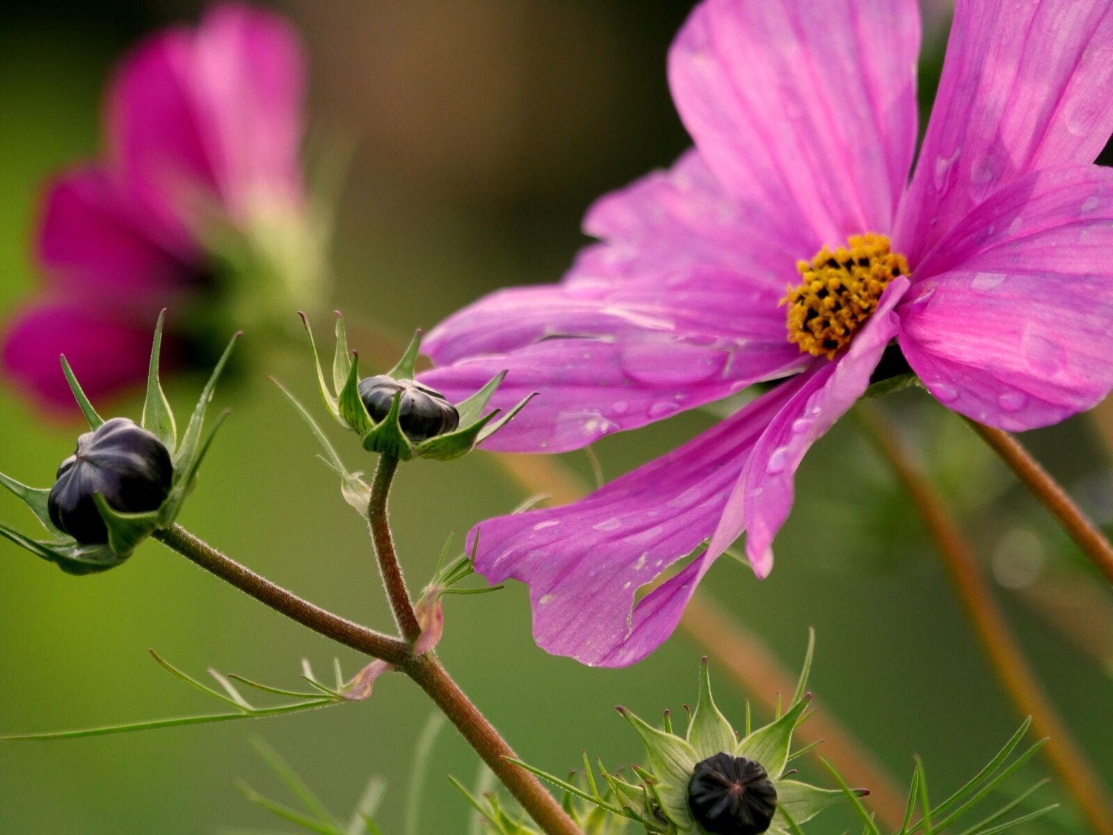 Panasonic Lumix DMC-GX8 sample photo. Bud, cosmos, pink photography