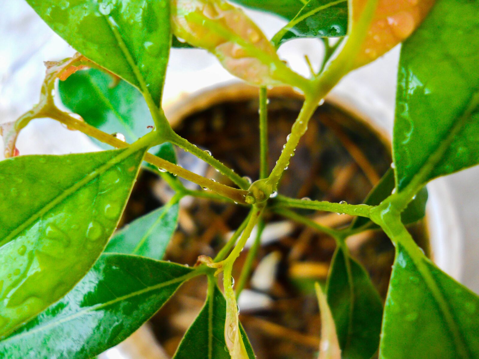 Nikon Coolpix L22 sample photo. Plant, leaf, leaves photography