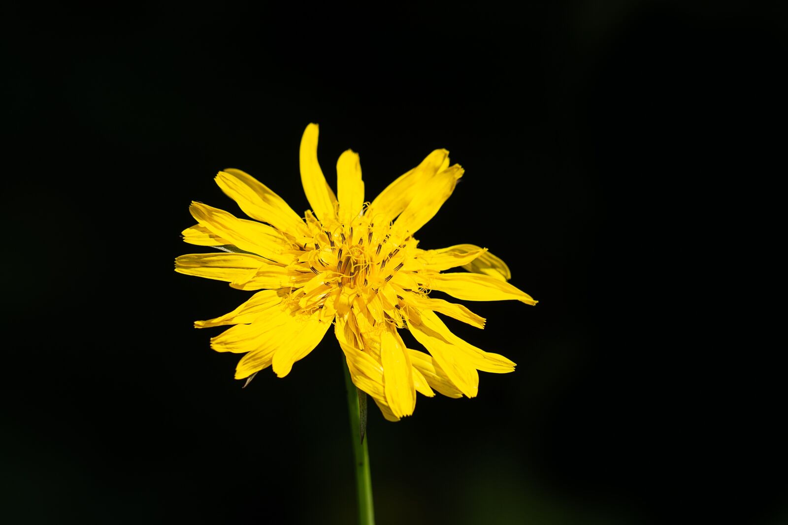 Nikon D7100 sample photo. Flower, yellow, yellow flower photography