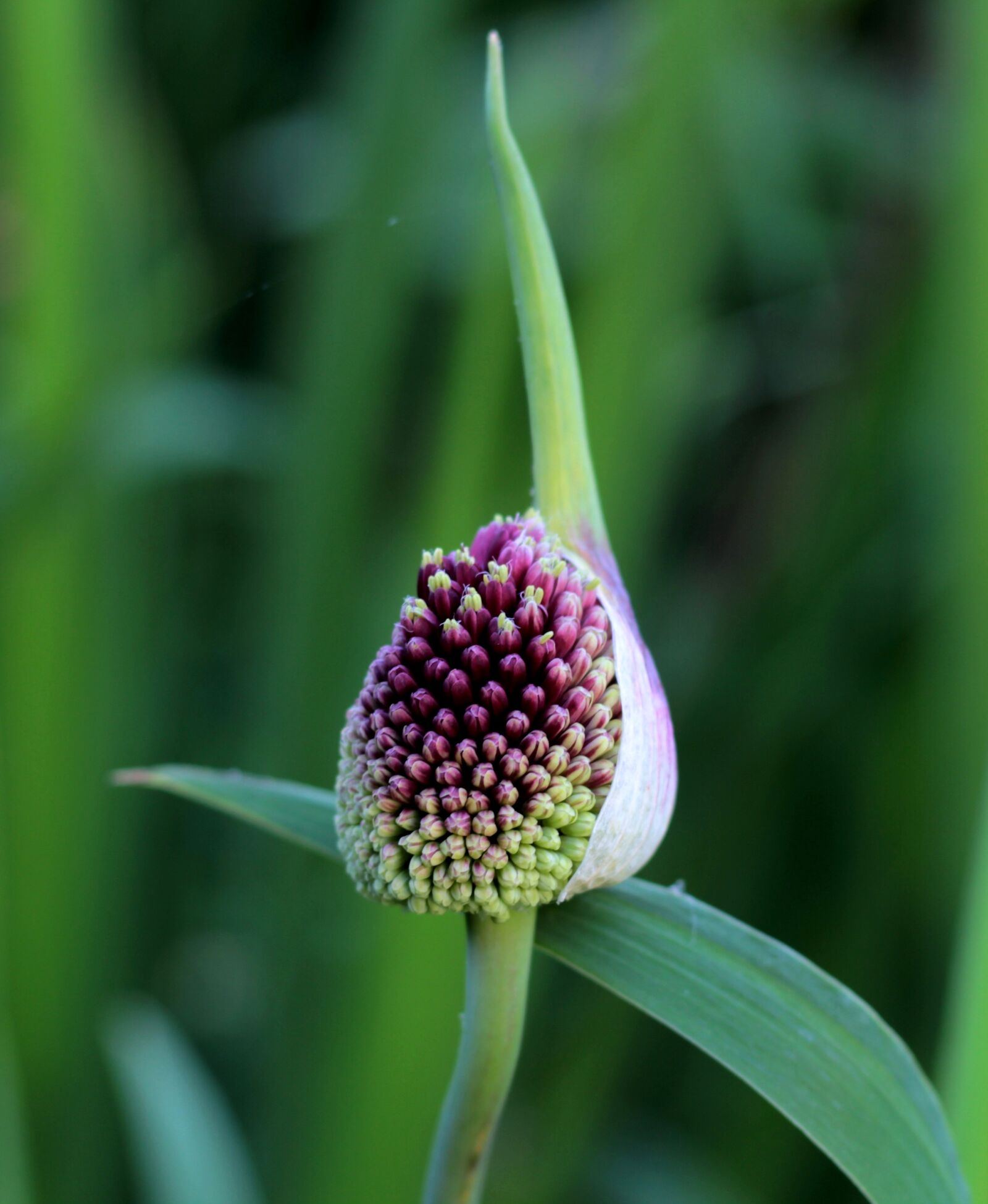 Canon EOS 600D (Rebel EOS T3i / EOS Kiss X5) sample photo. Allium ' red mohican photography