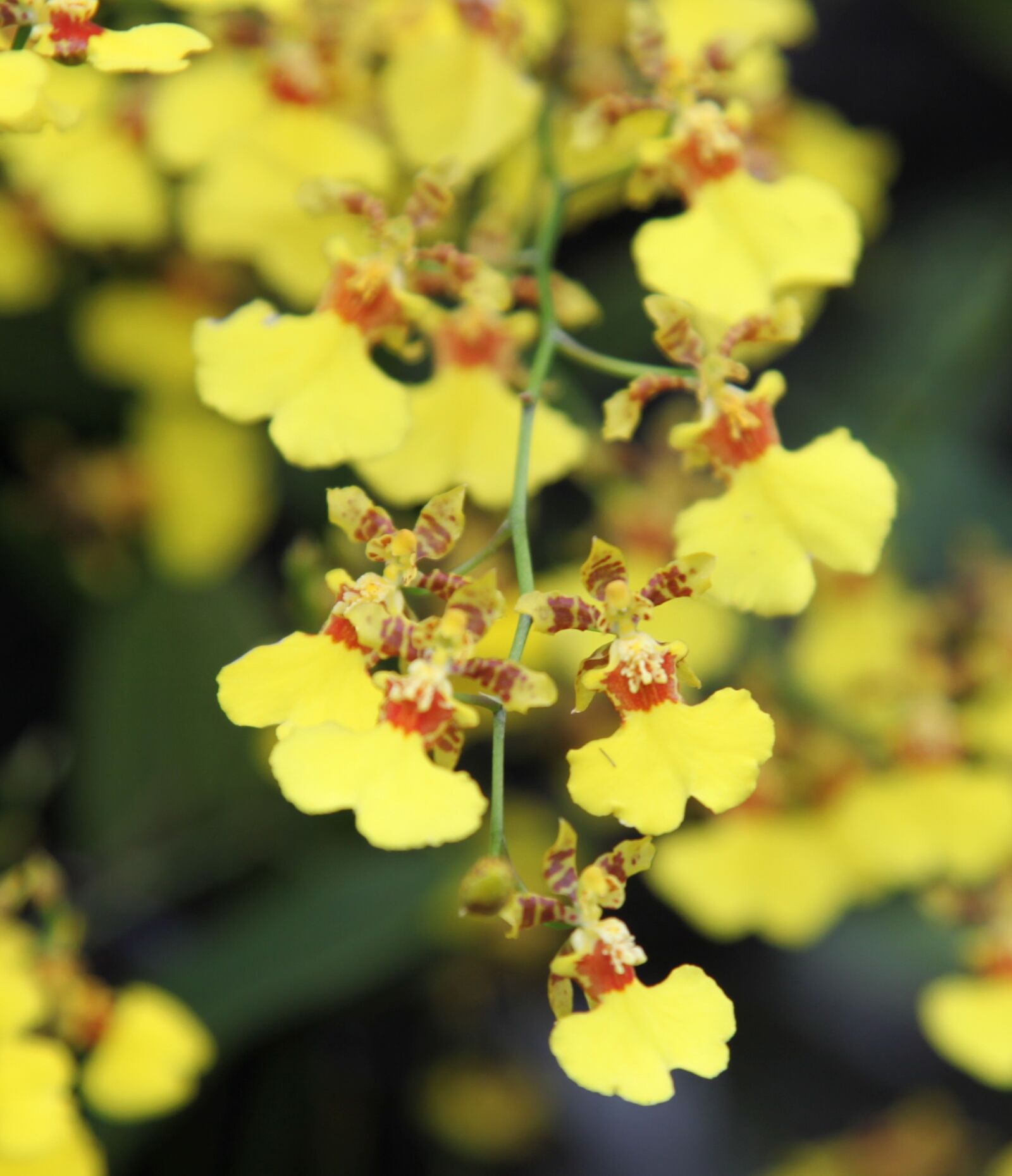 Canon EOS 5D Mark II sample photo. Orchid, flower, blossom photography