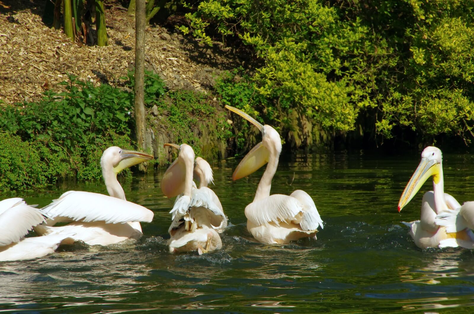 Pentax K-5 sample photo. Pelicans, zoo lille, pelecanidae photography