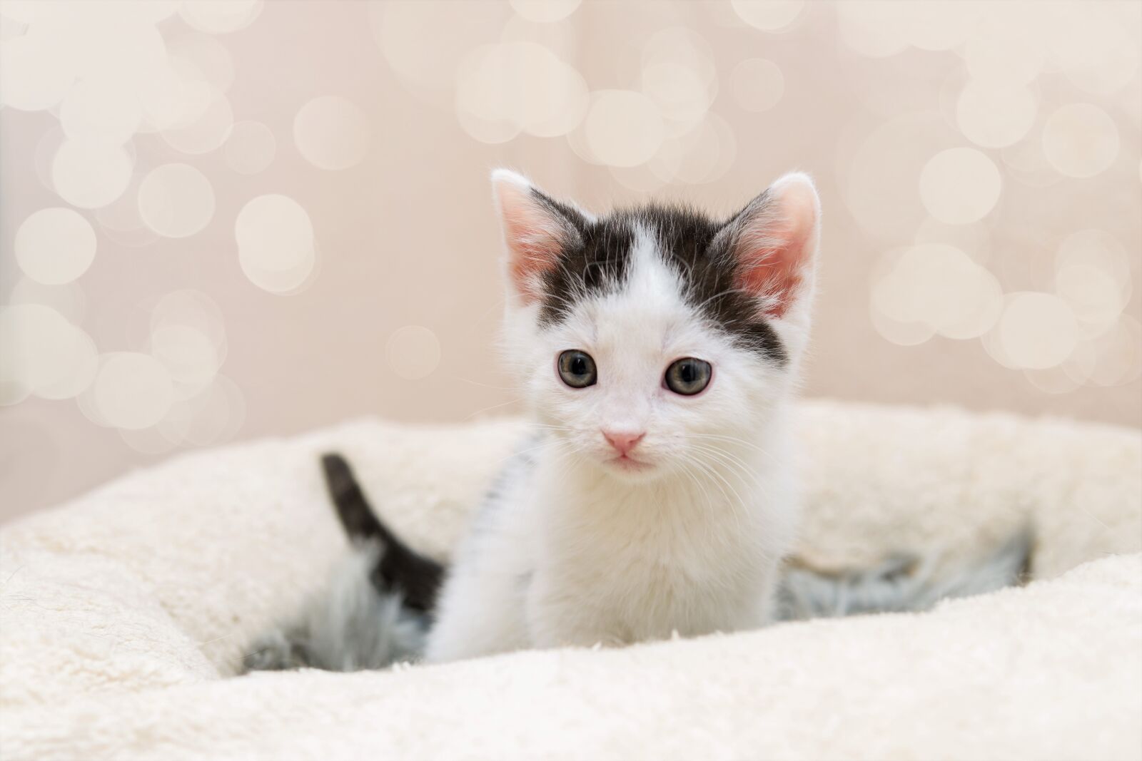 30mm F1.4 DC DN | Contemporary 016 sample photo. Kitten, cat baby, small photography