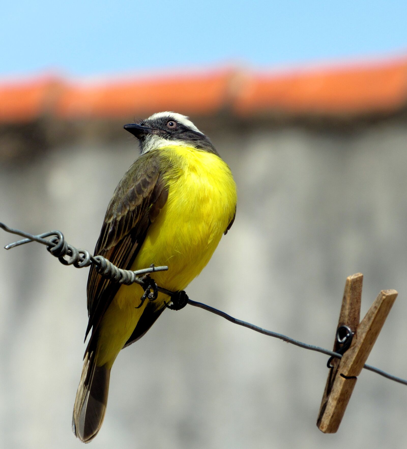 Canon PowerShot SX520 HS sample photo. Bem-te-vi, bird, corner photography