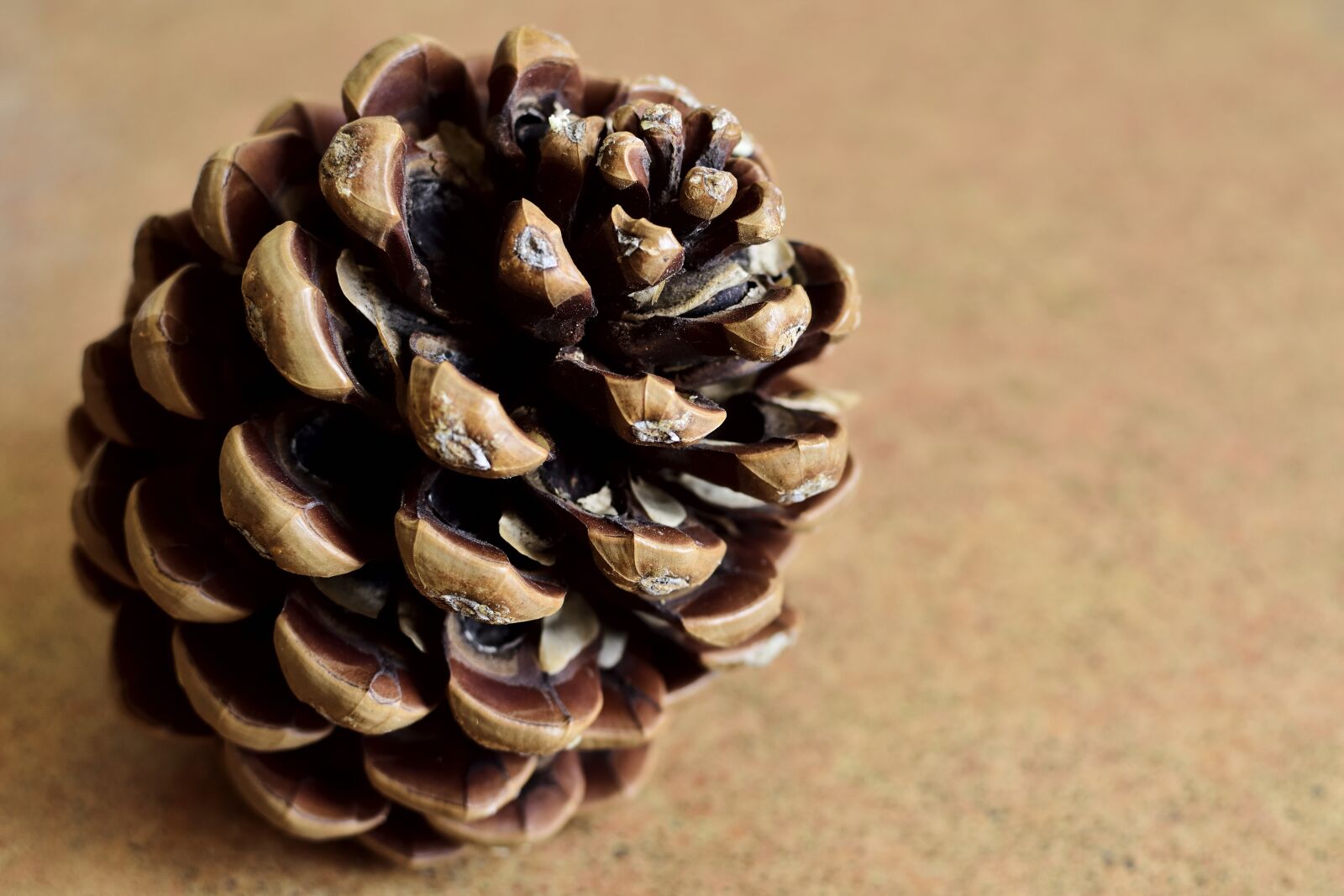 Nikon D7200 sample photo. Pine cone, pine, tree photography