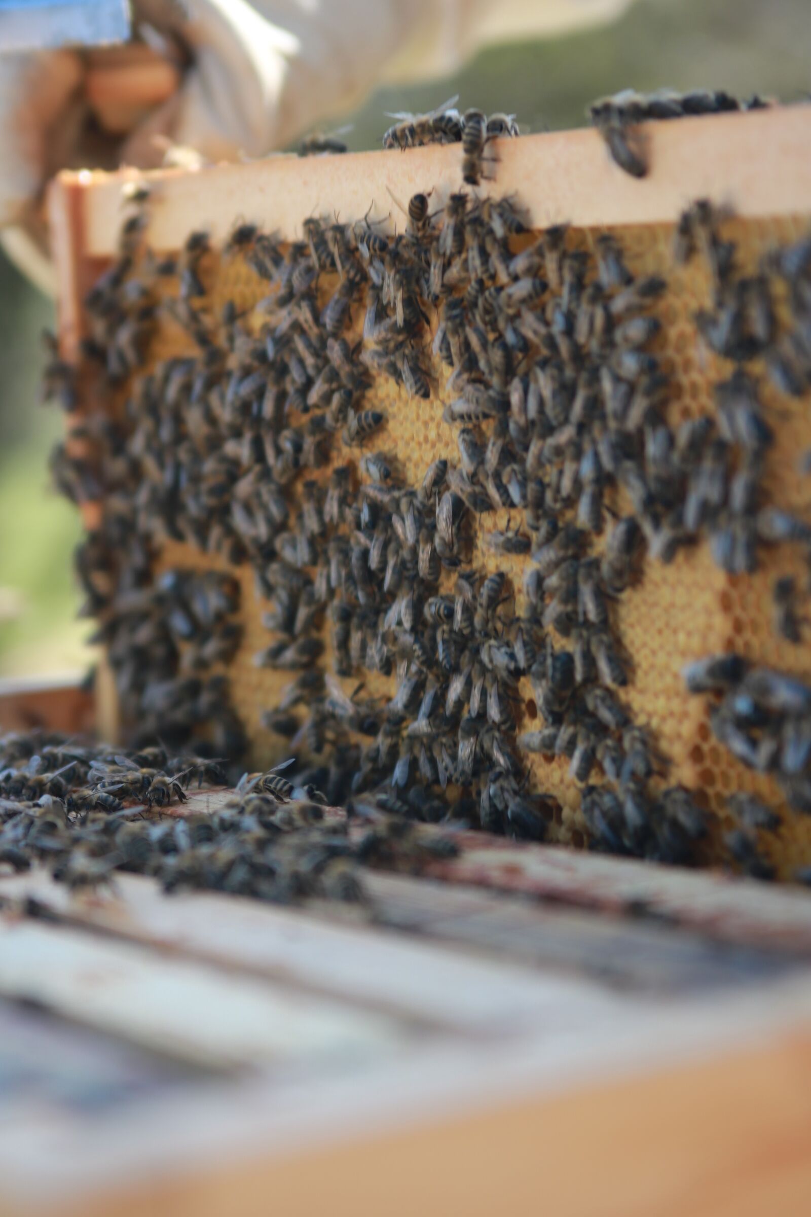 Canon EOS 750D (EOS Rebel T6i / EOS Kiss X8i) sample photo. Imkern, bienen, honig photography