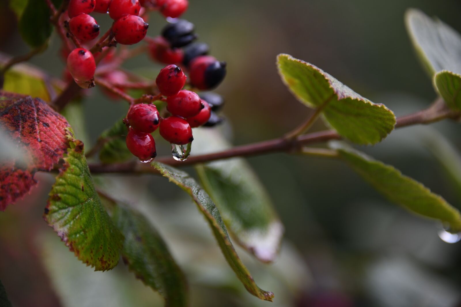 Nikon D850 sample photo. Rain, drop, berry photography