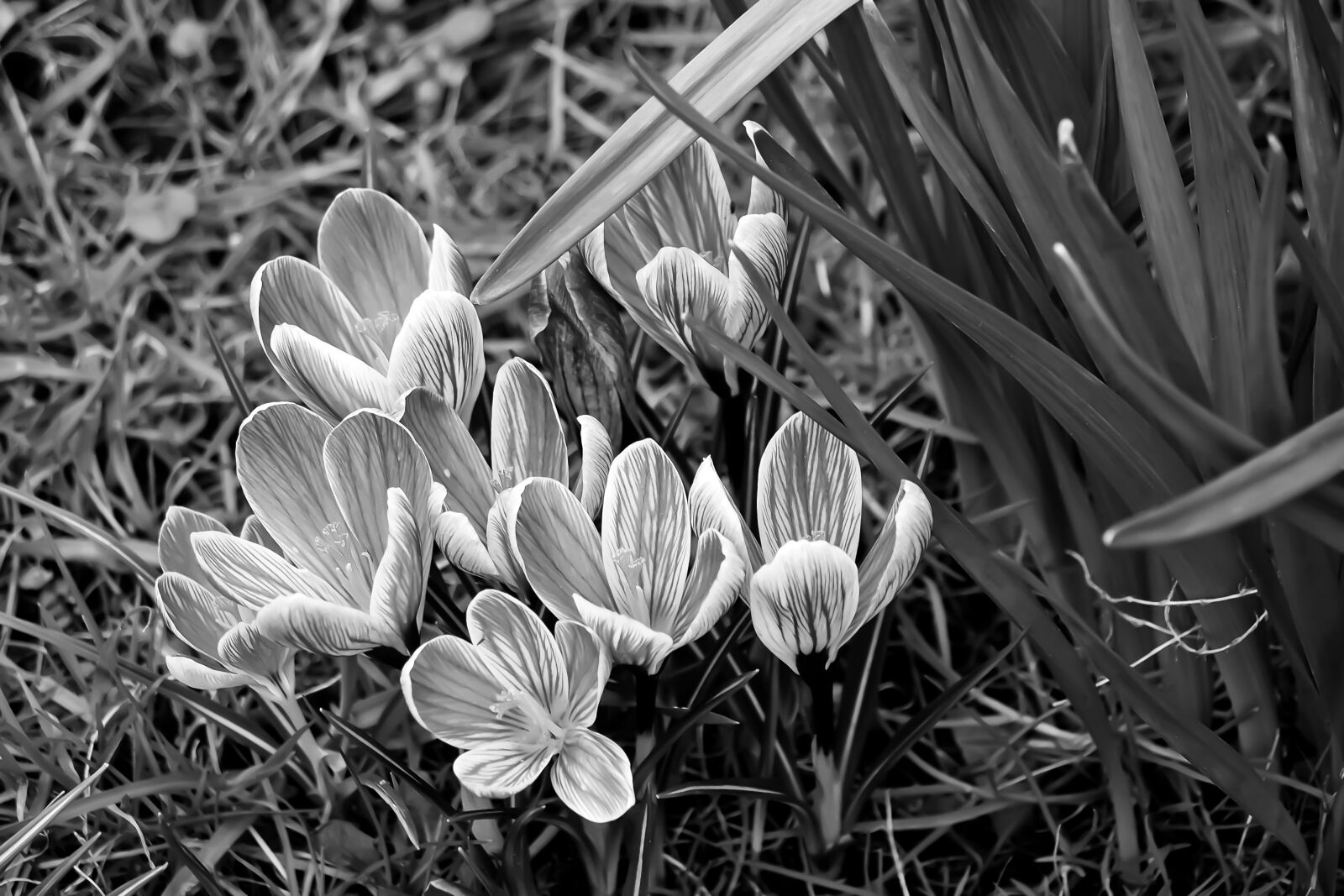 Olympus OM-D E-M10 sample photo. Nature, plant, flower photography