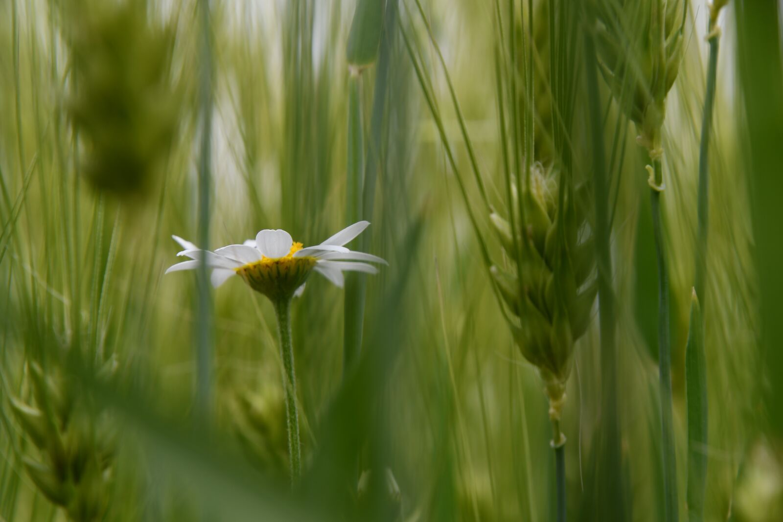 Nikon D7500 sample photo. Chamomile, grain, flower photography